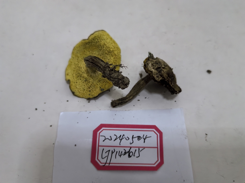 萝卜味金牛肝菌