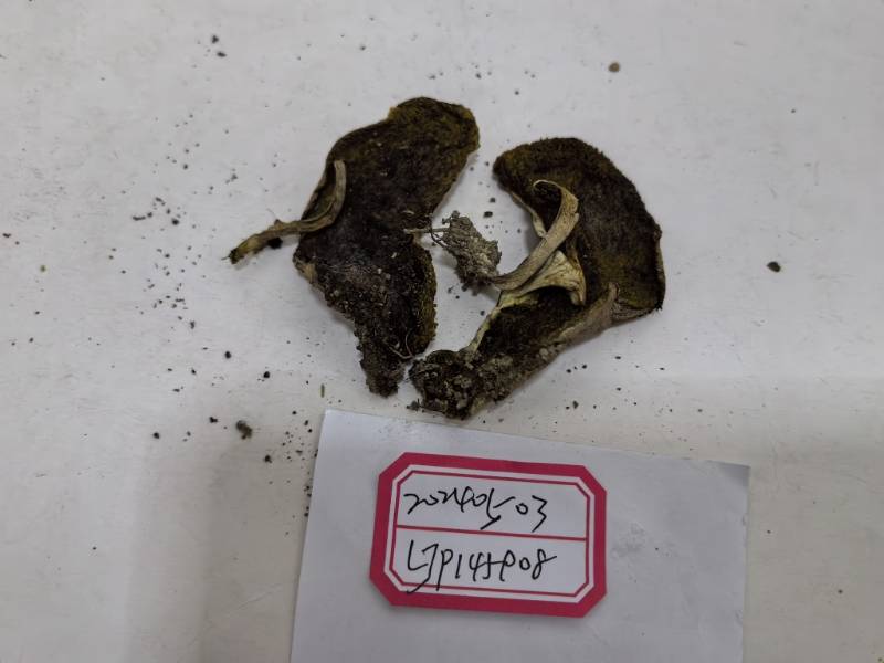 亚小绒盖牛肝菌（暂定）