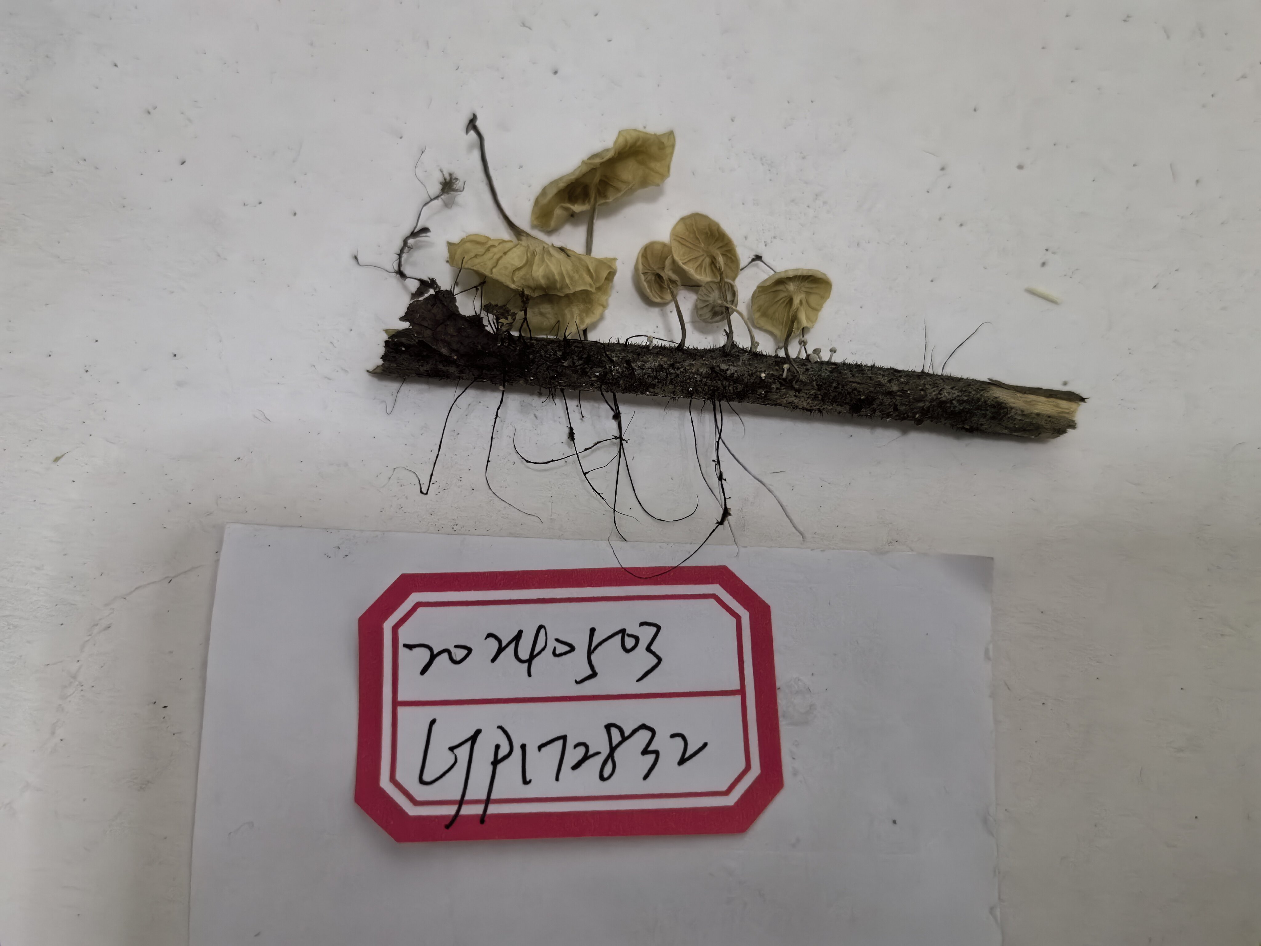 Marasmiellus rhizomorphogenus