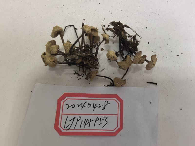 Gymnopus tianbaoyanensis