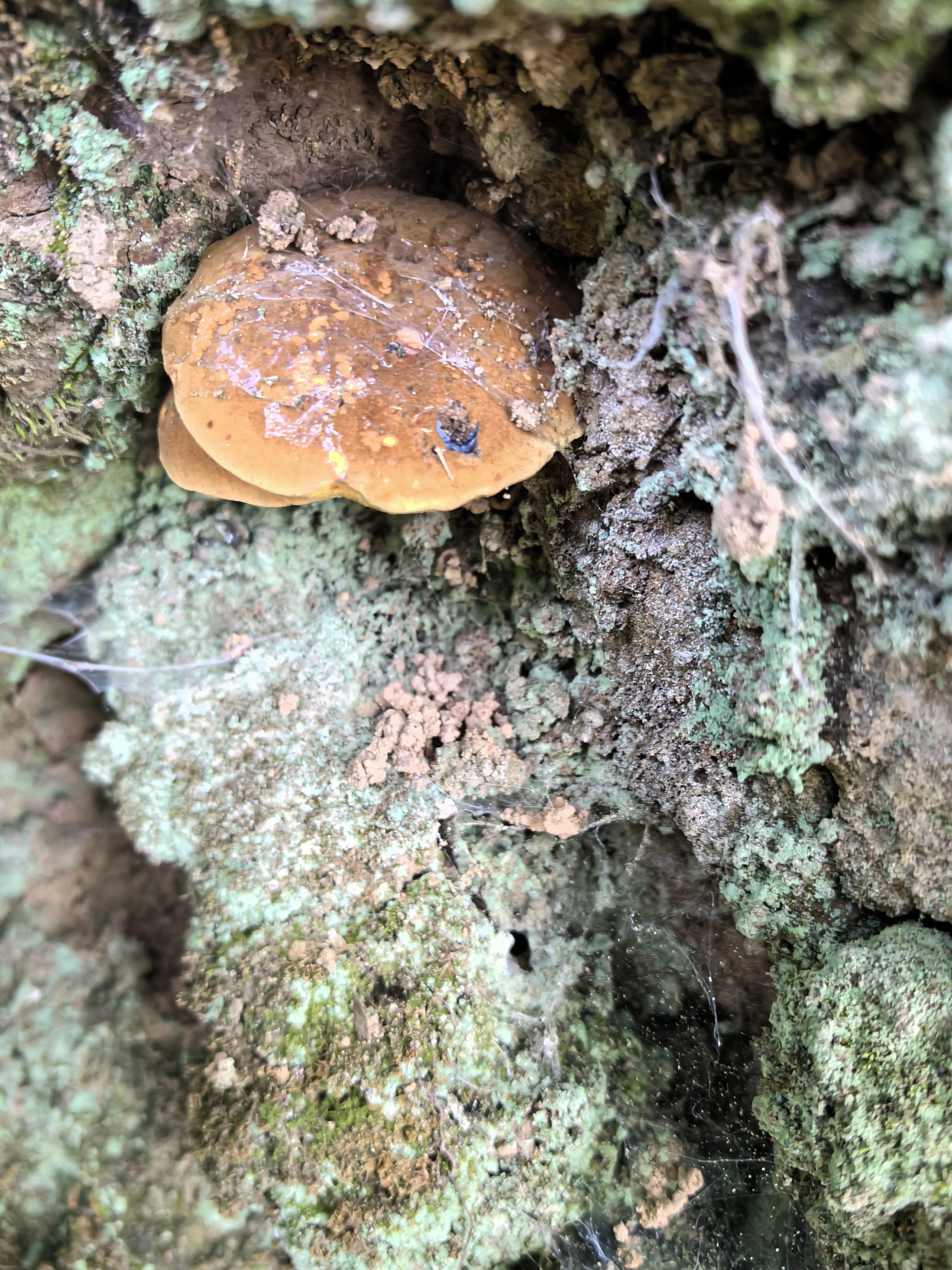 变蓝牛肝菌和紫褐粉孢牛肝菌