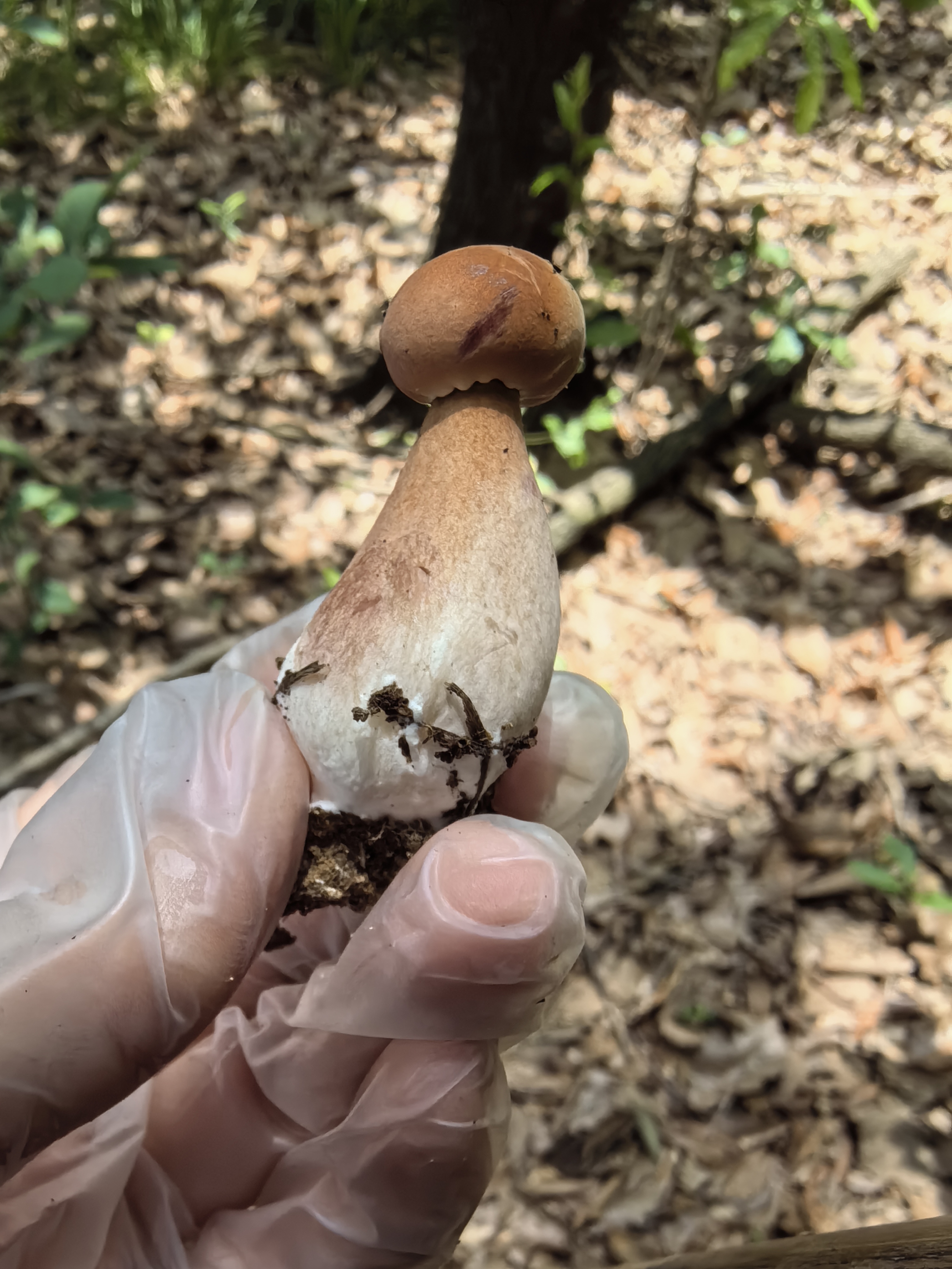 紫褐粉孢牛肝菌