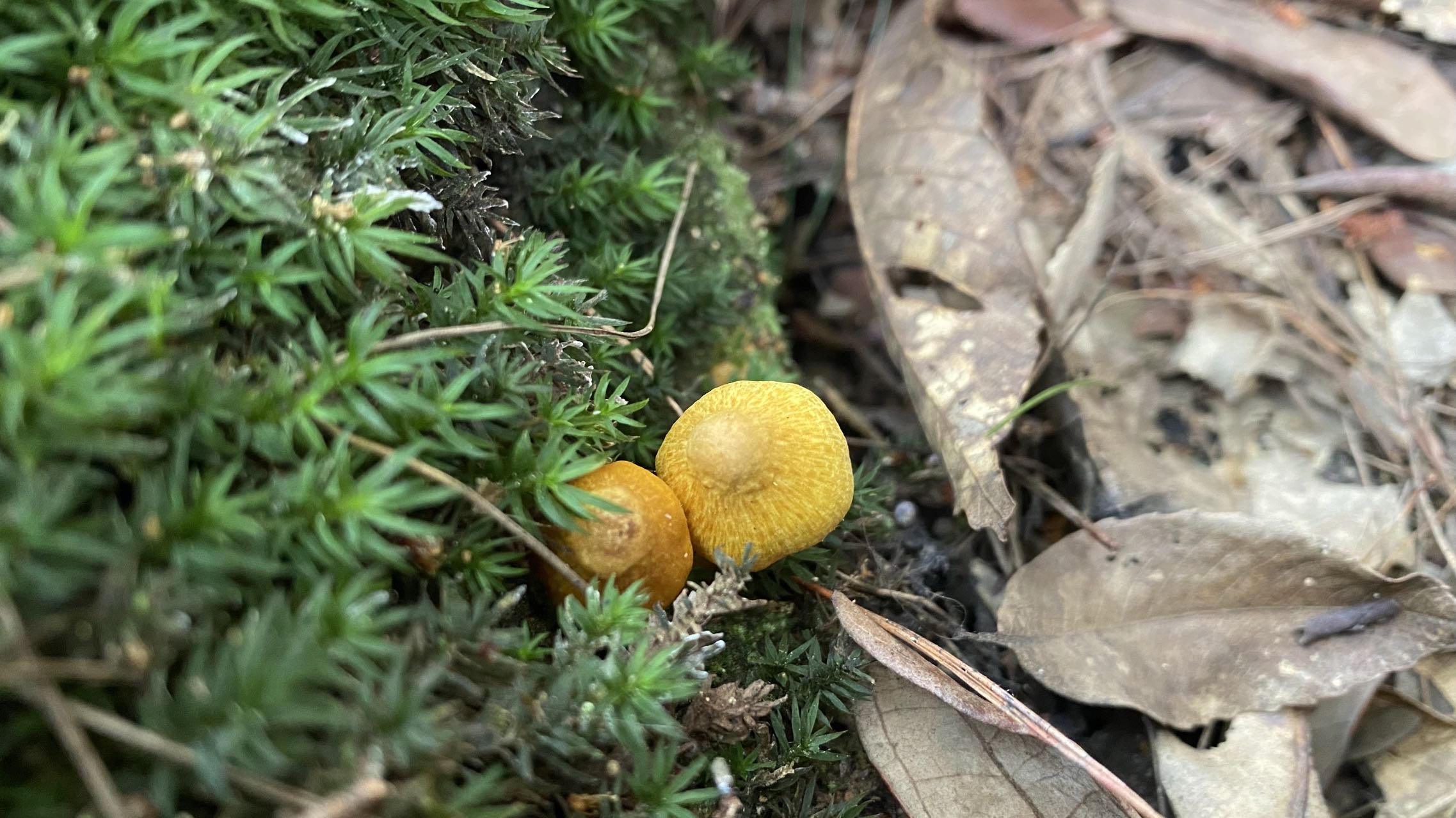 翘鳞蛋黄丝盖伞