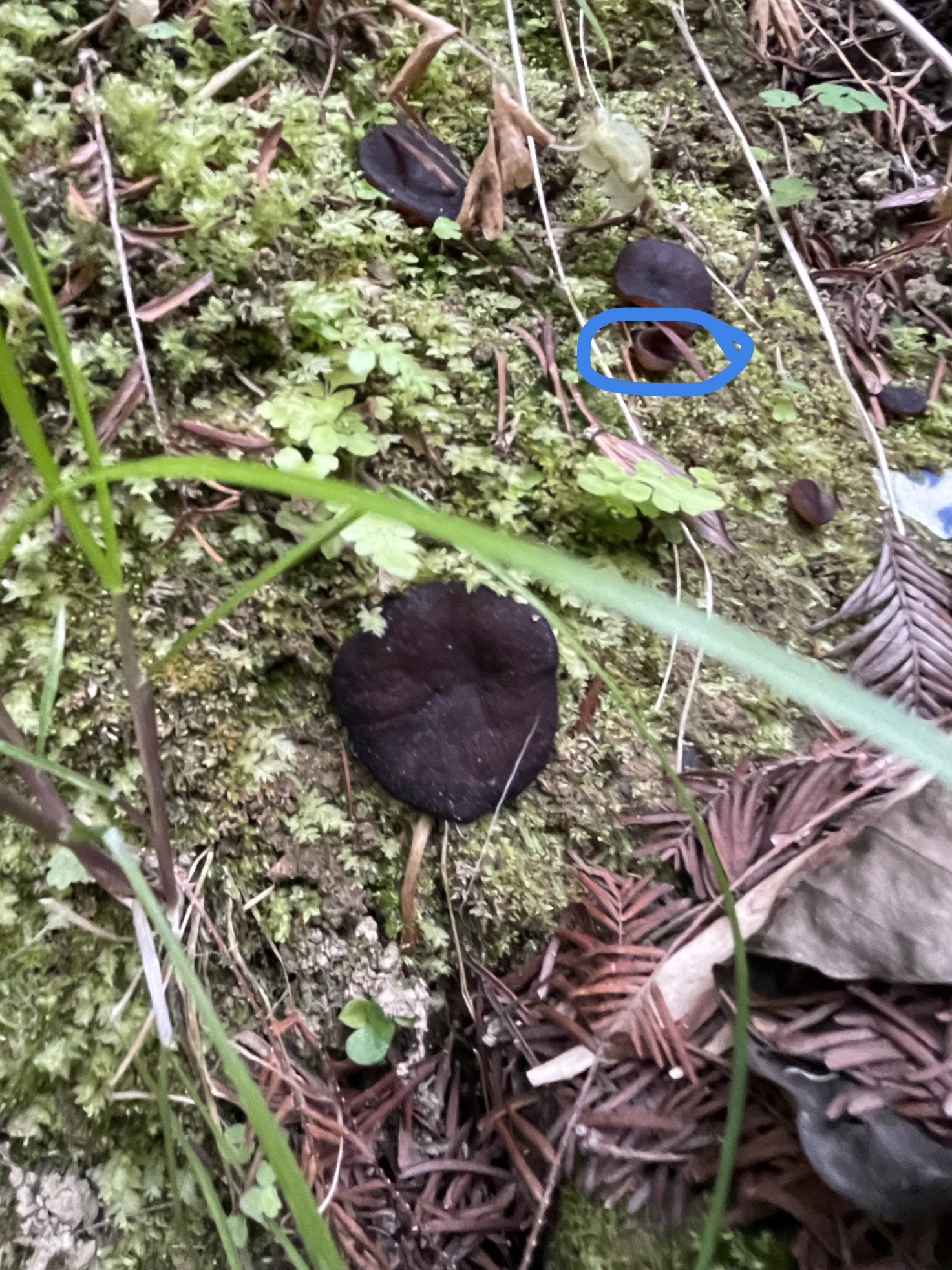 厚盘菌属 可能是新种