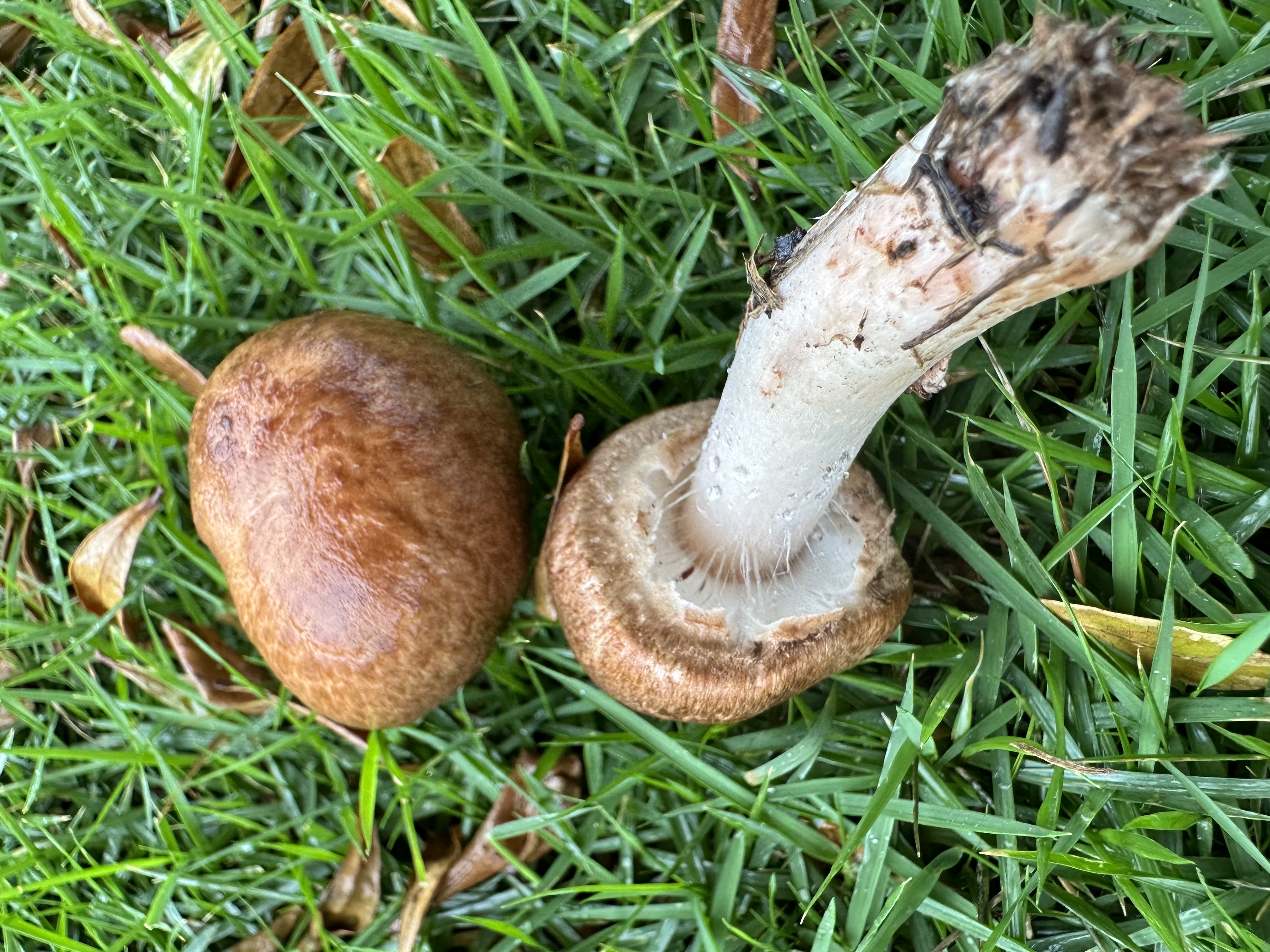 该亚属新种，待发表