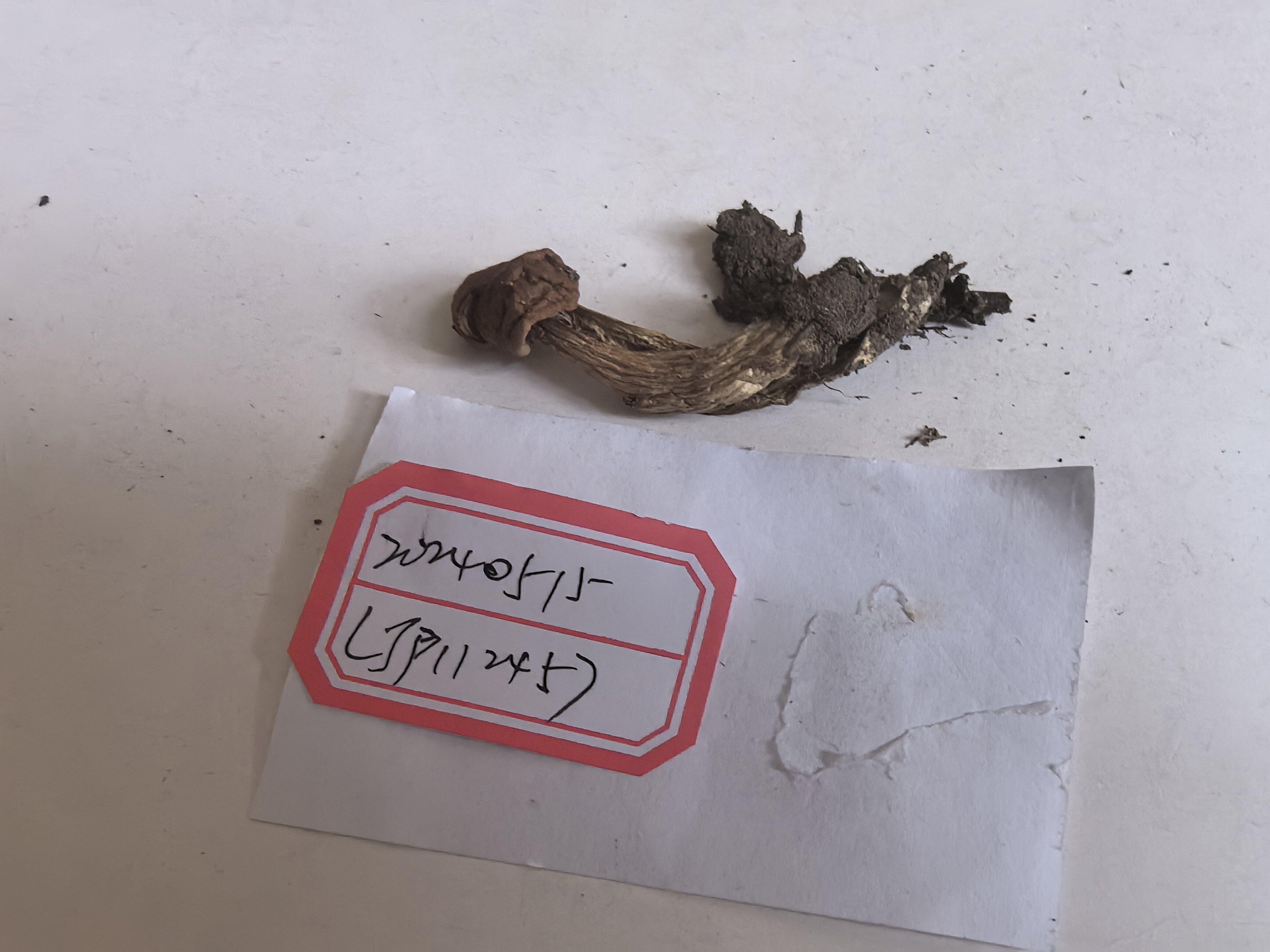 金牛肝菌属一种