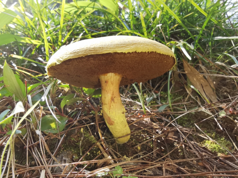 里德利粉末牛肝菌