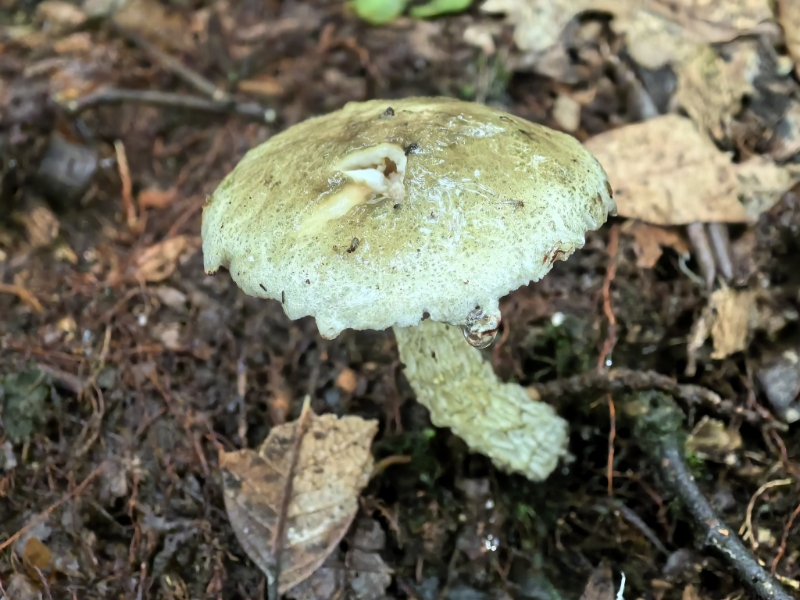 白绿南方牛肝菌（暂定）