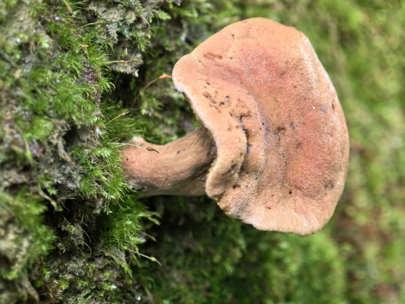 红金牛肝菌（暂定）