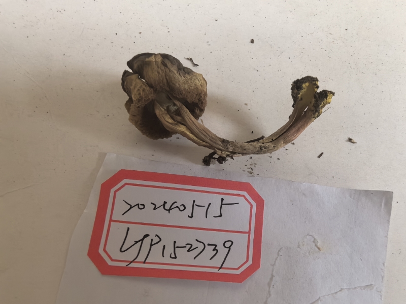 亚高山哈里牛肝菌