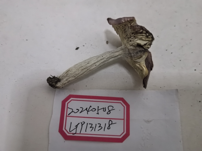 异褶亚属蓝黄组某种