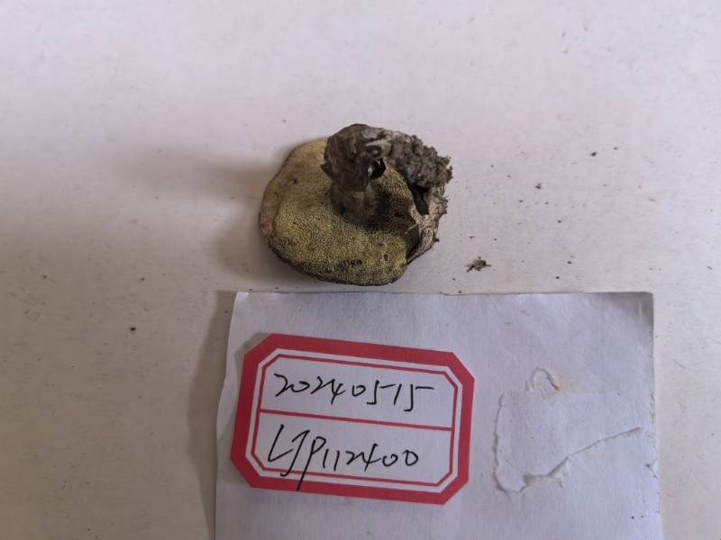 长囊空柄牛肝菌