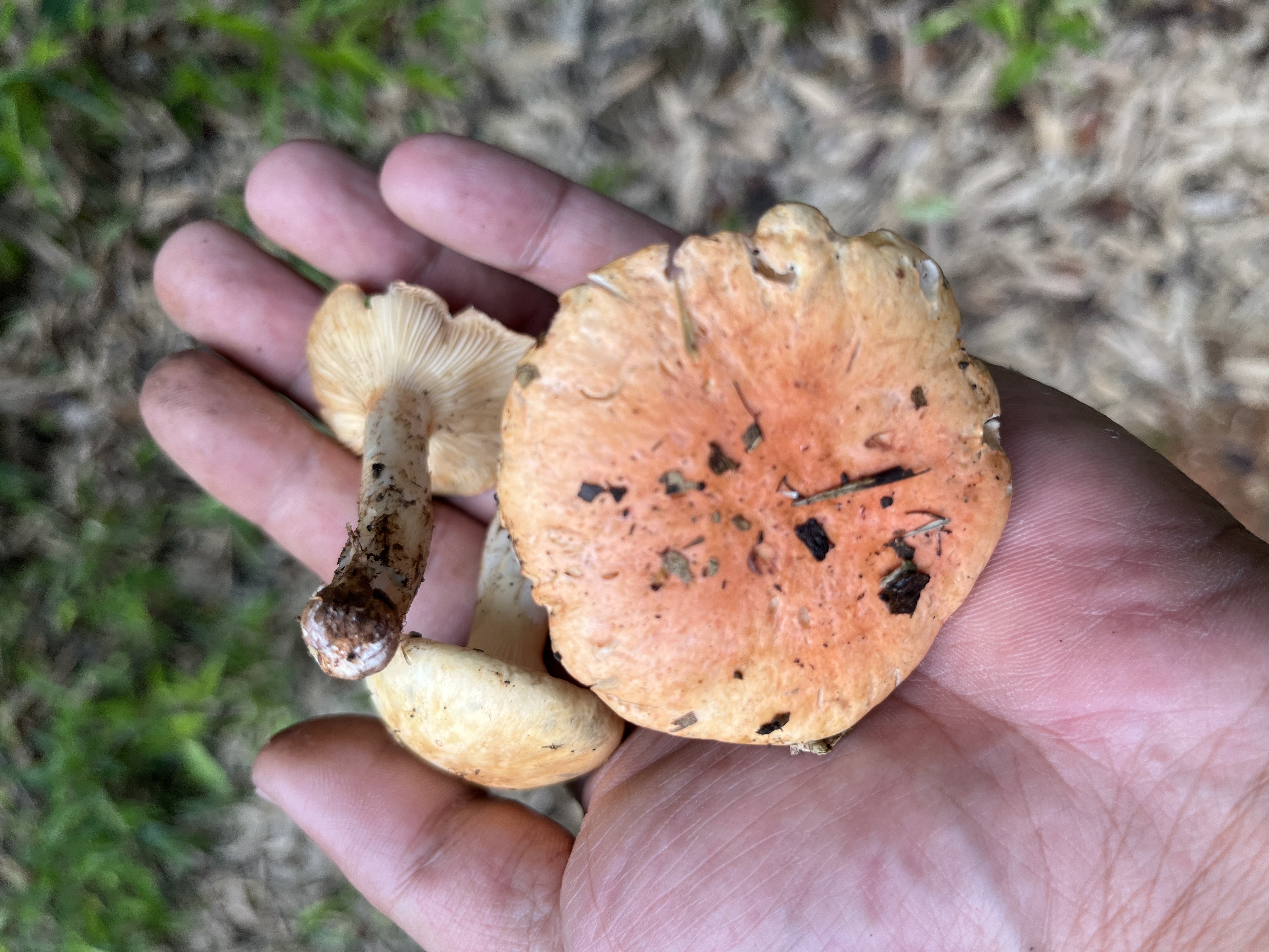 新新刺孢胶鸡油菌