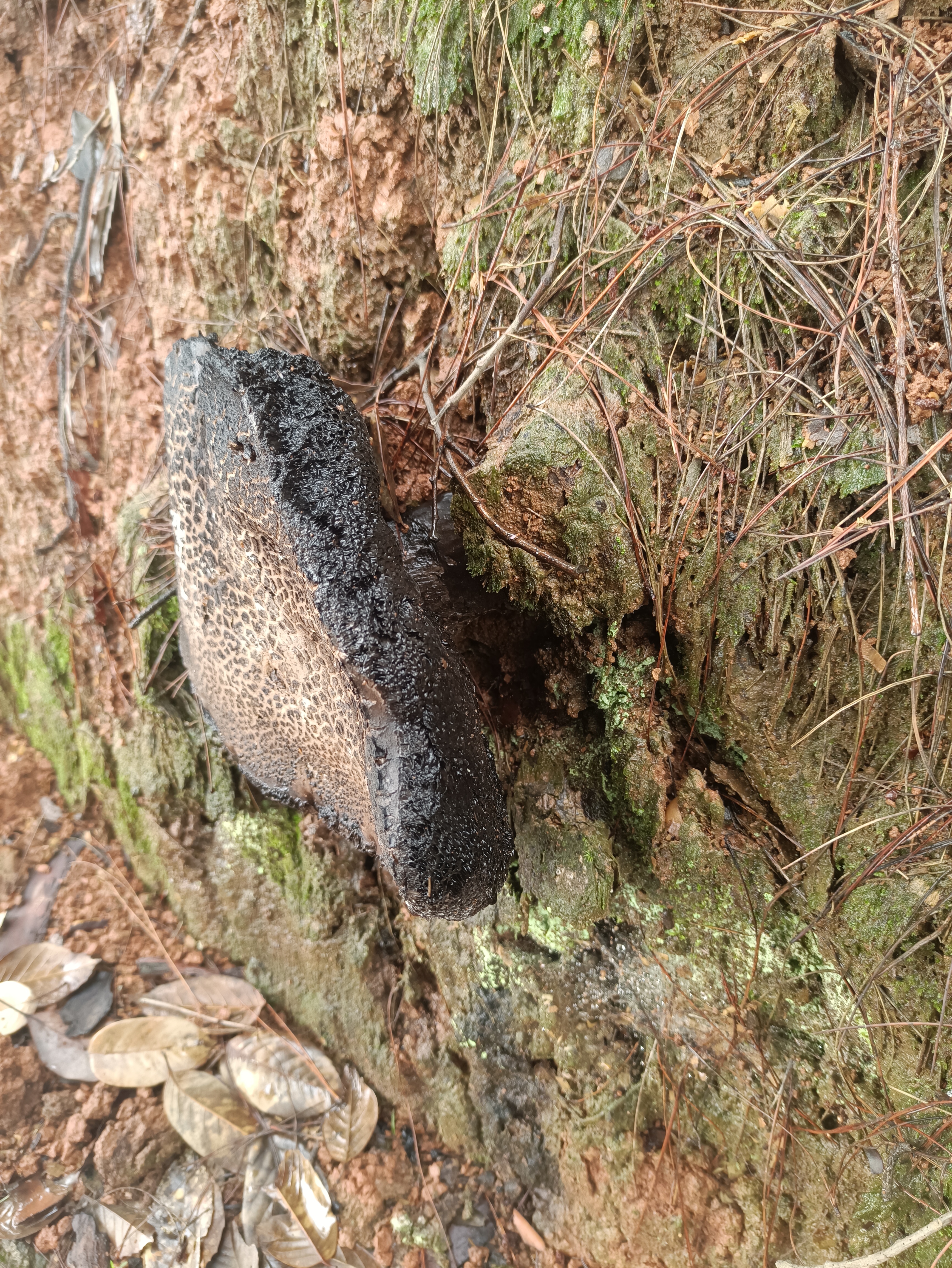 巨大松塔牛肝菌（暂定）