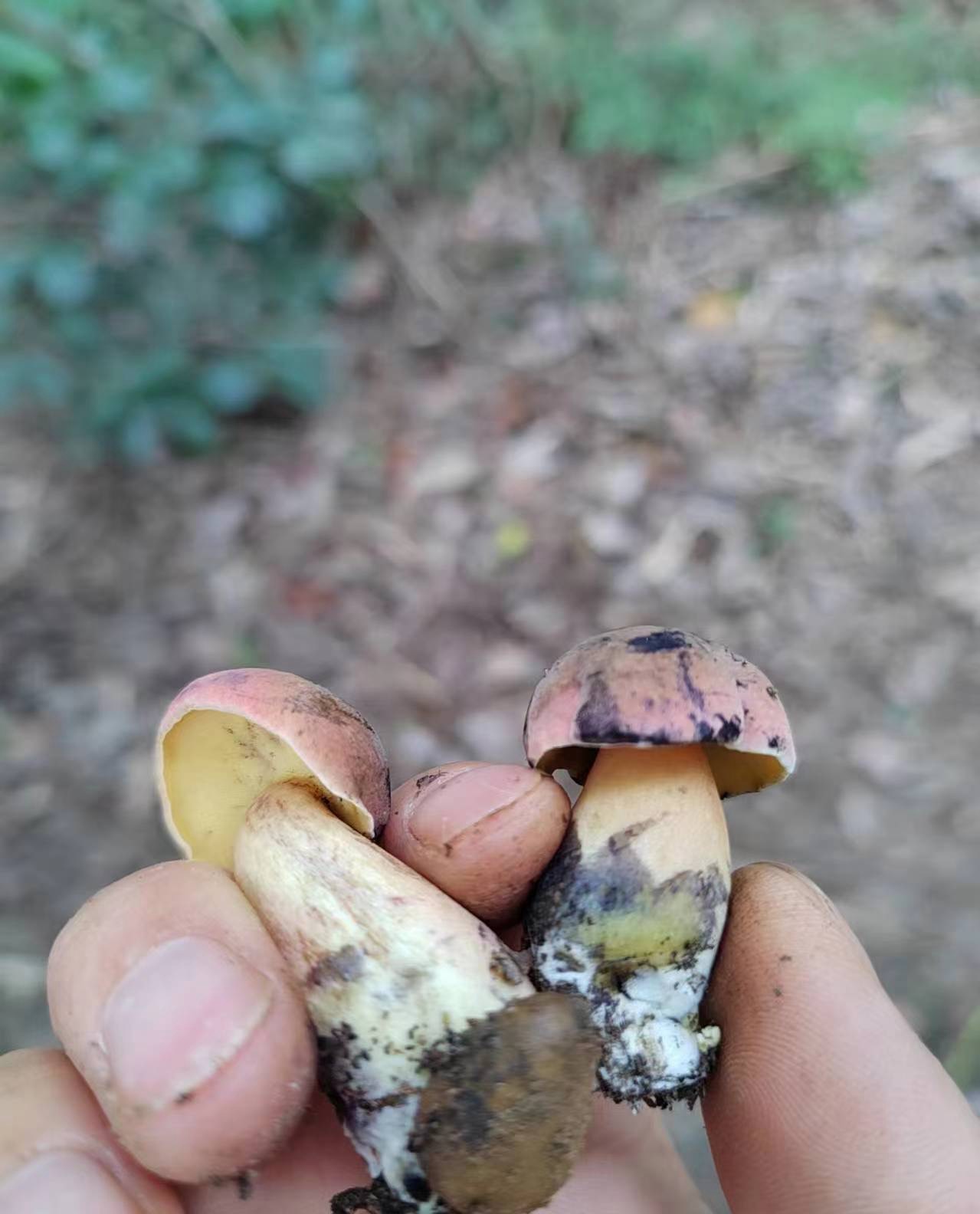 黄肉变蓝牛肝菌