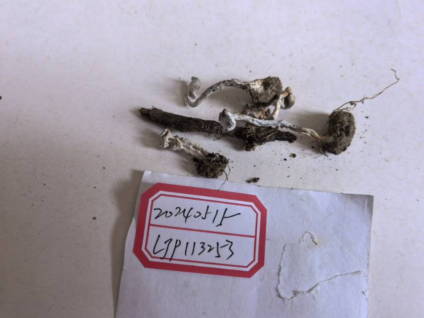 一种寄生子囊菌