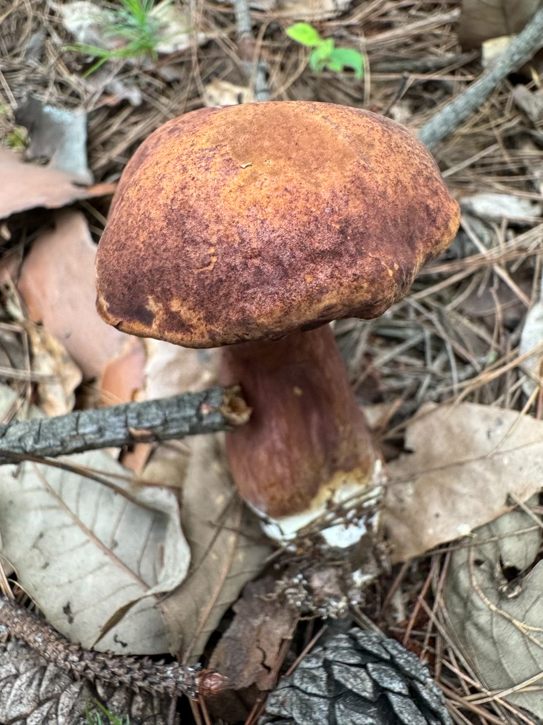 淡酒红粉孢牛肝菌