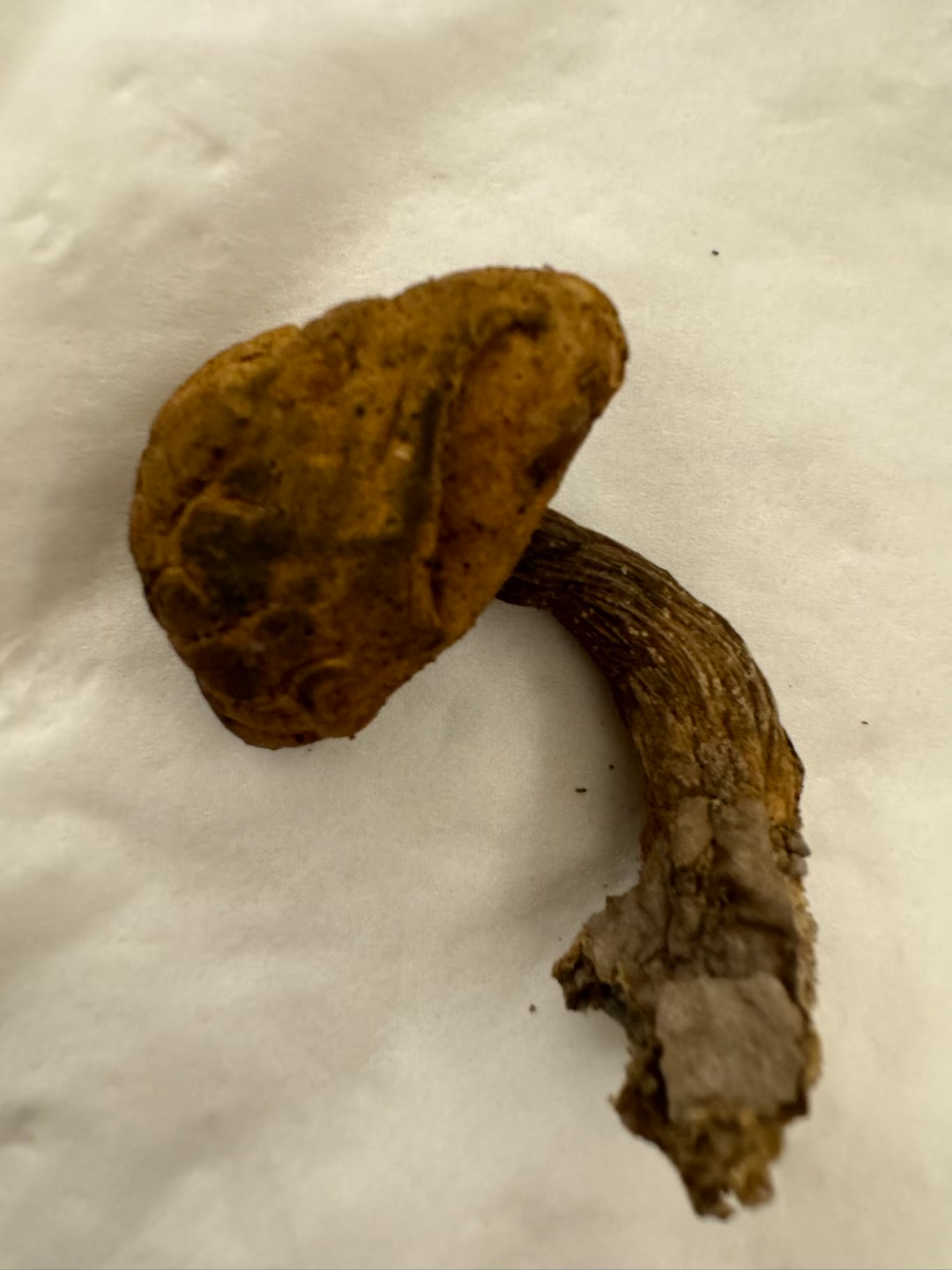 隐纹条孢牛肝菌（分子测序失败，照片鉴定）