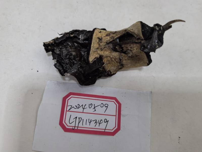 沃尔夫盘菌属物种