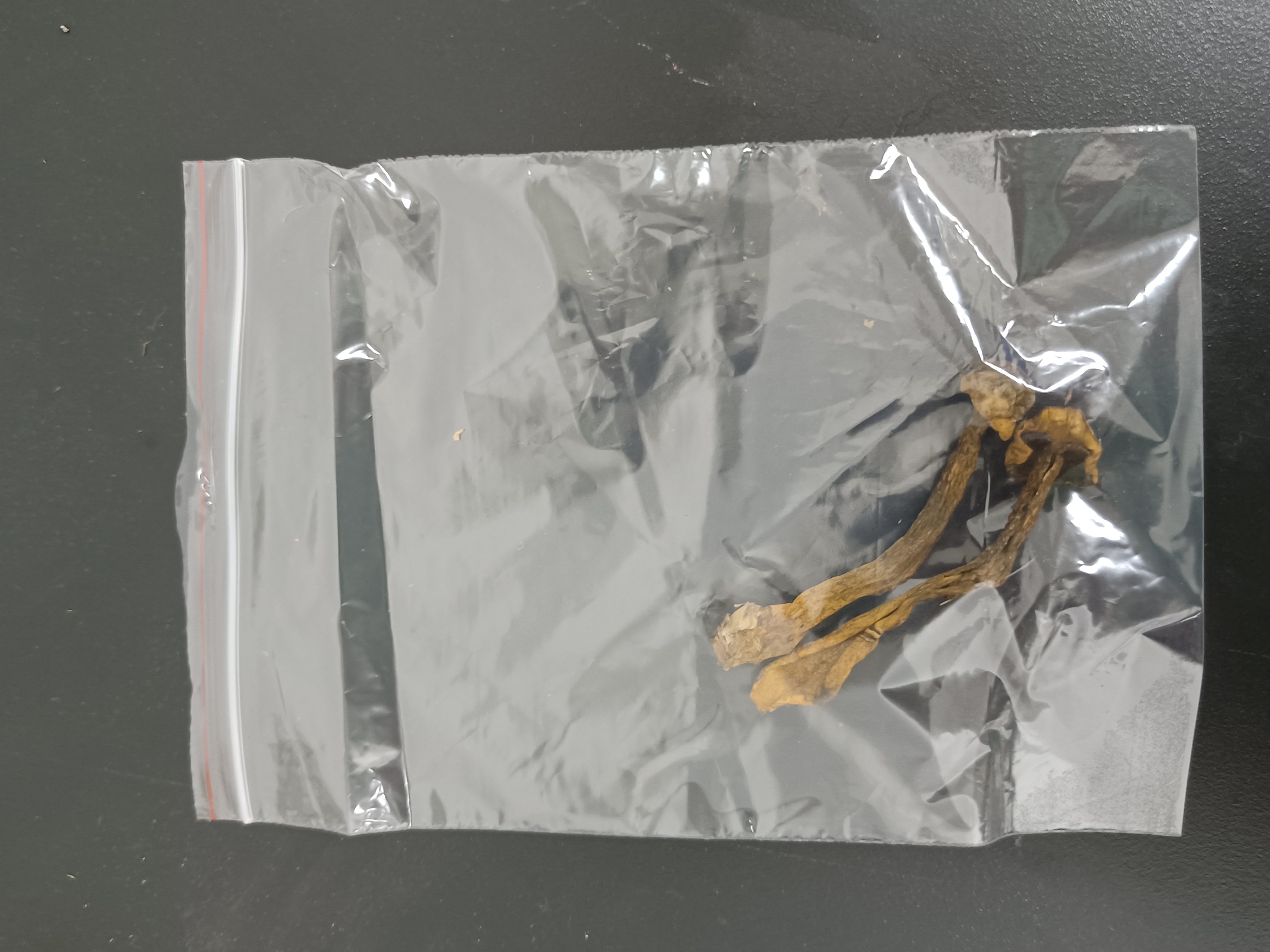 阔孢红孔牛肝菌近似种