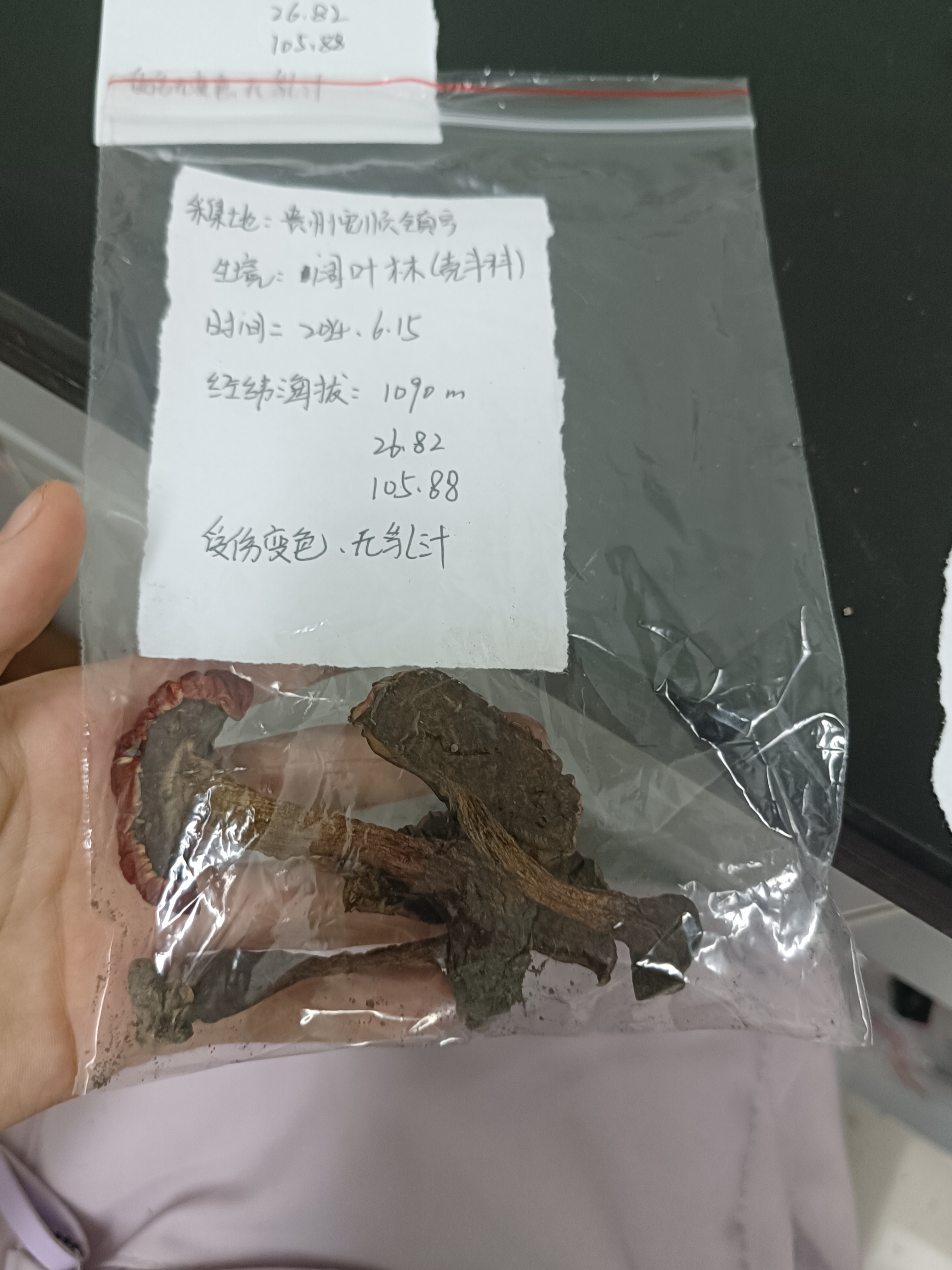 蛇皮红孔牛肝菌