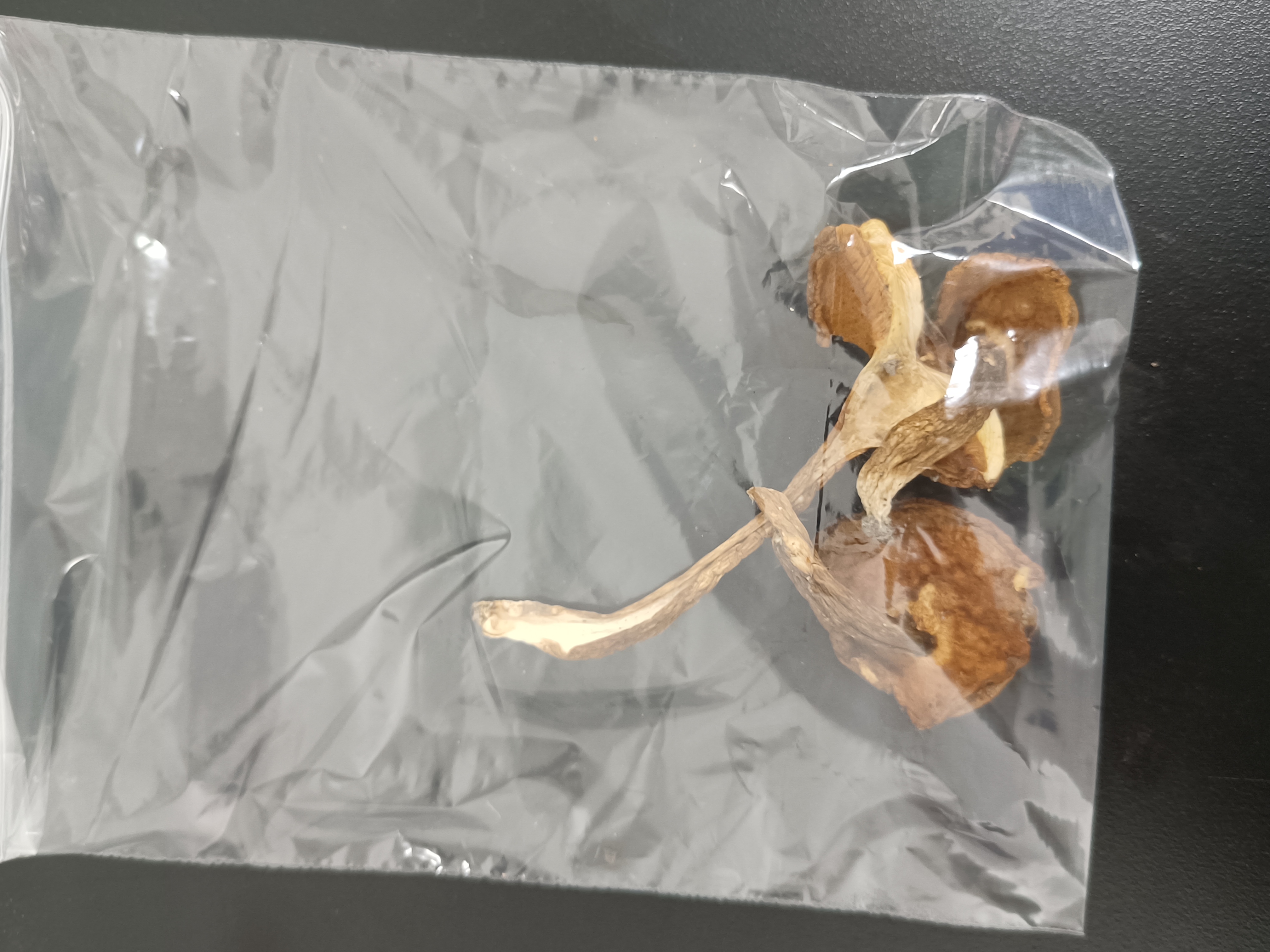 金孢牛肝菌属一种