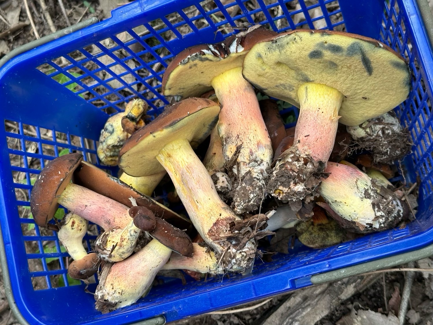 窄孢兰茂牛肝菌