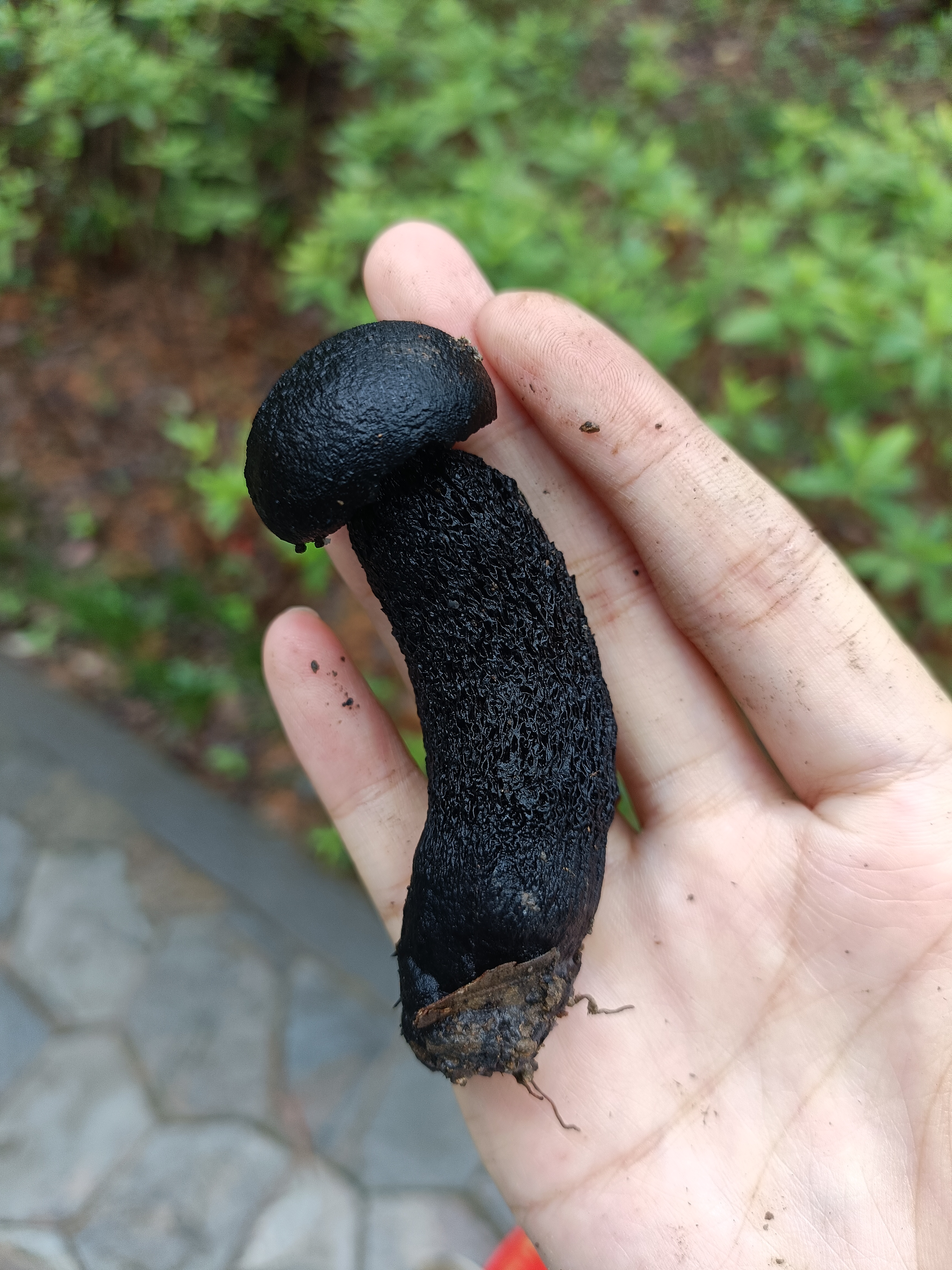 黑紫变黑牛肝菌