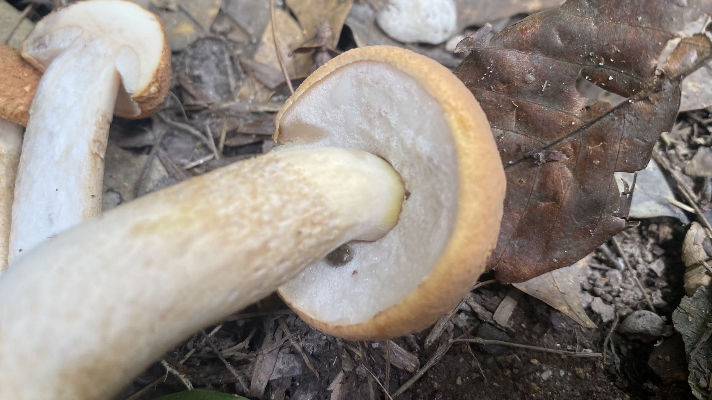 肉桂黏盖盖牛肝菌