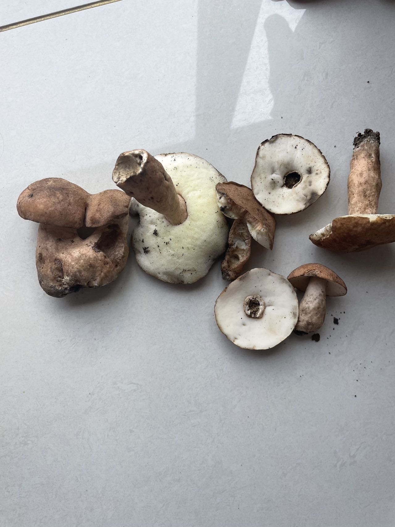 长囊空柄牛肝菌