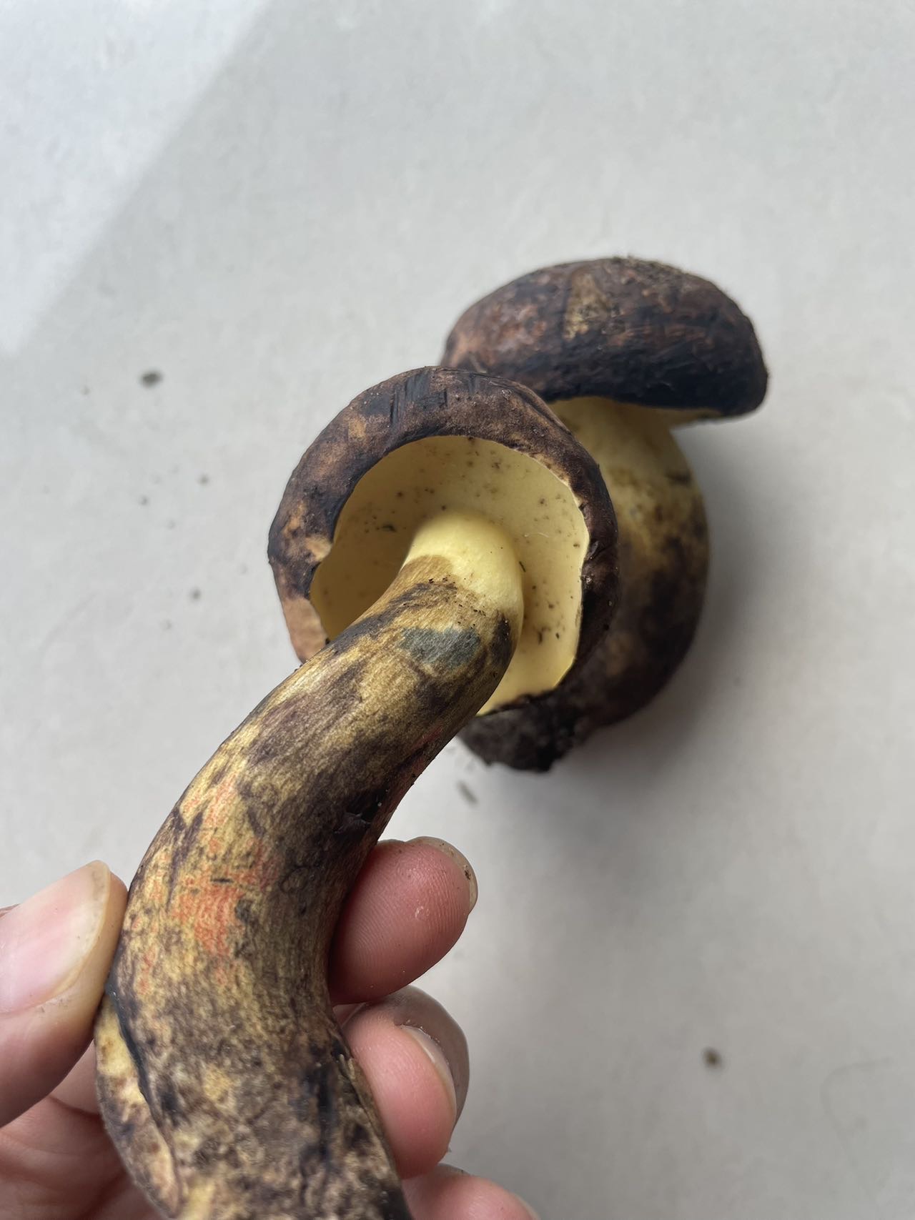 海南黄肉牛肝菌