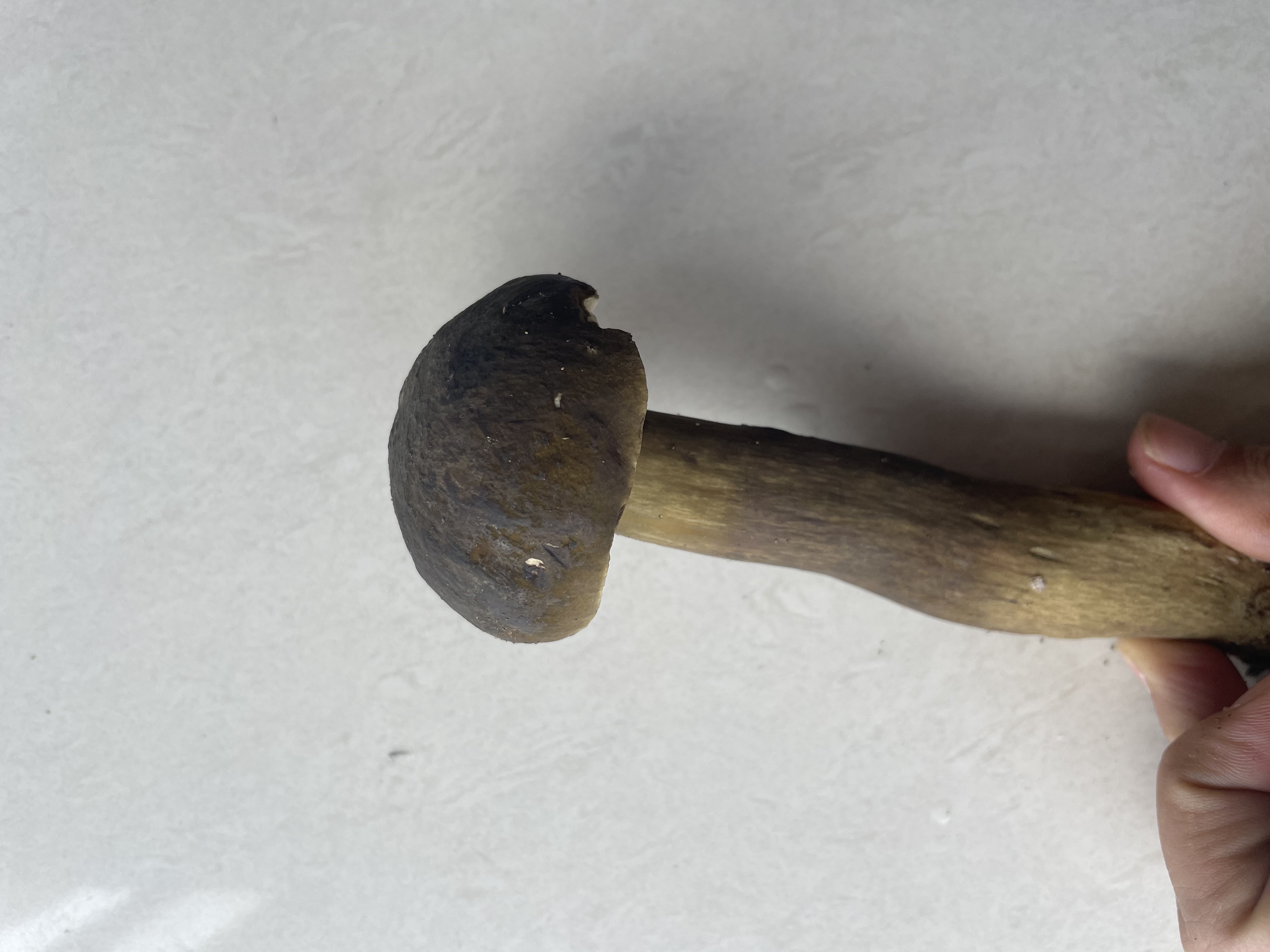 粉孢牛肝菌属一种（分子测序失败，照片鉴定）