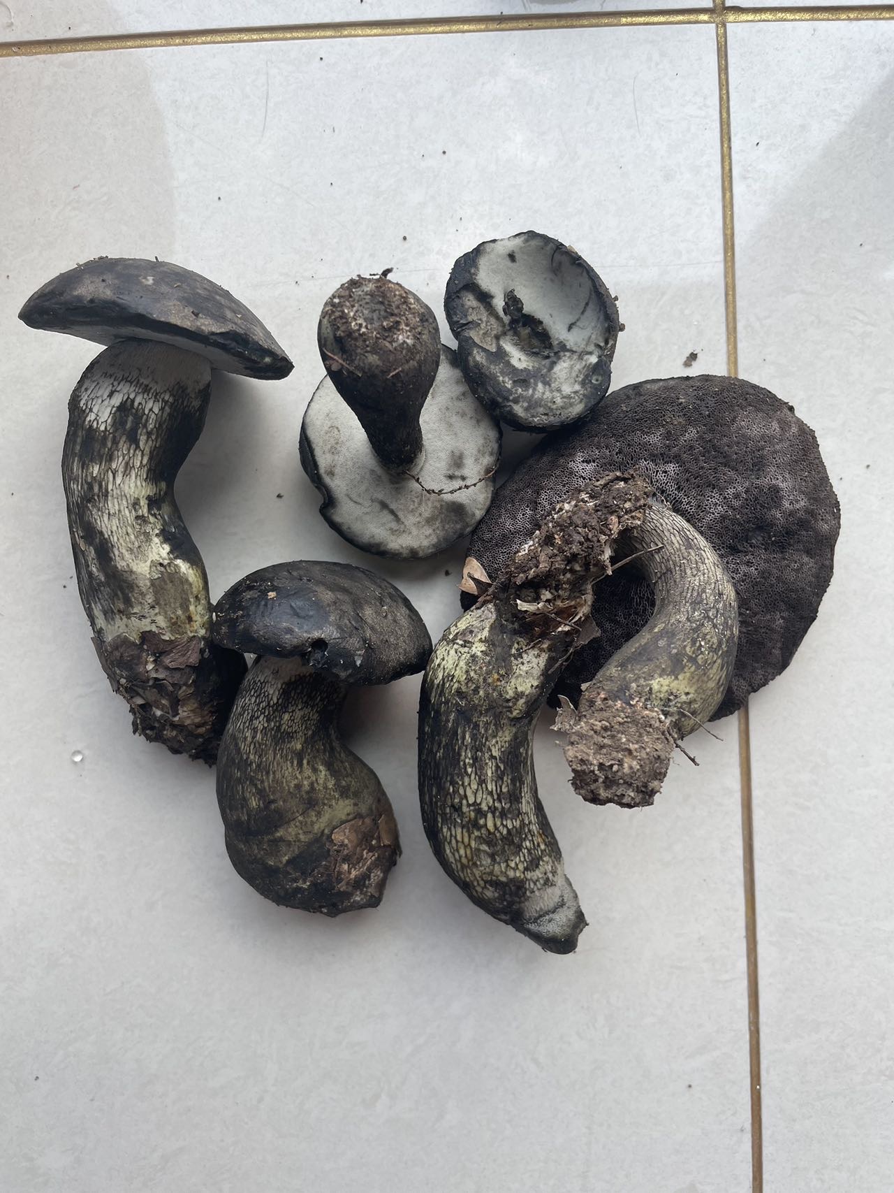 张飞网柄牛肝菌