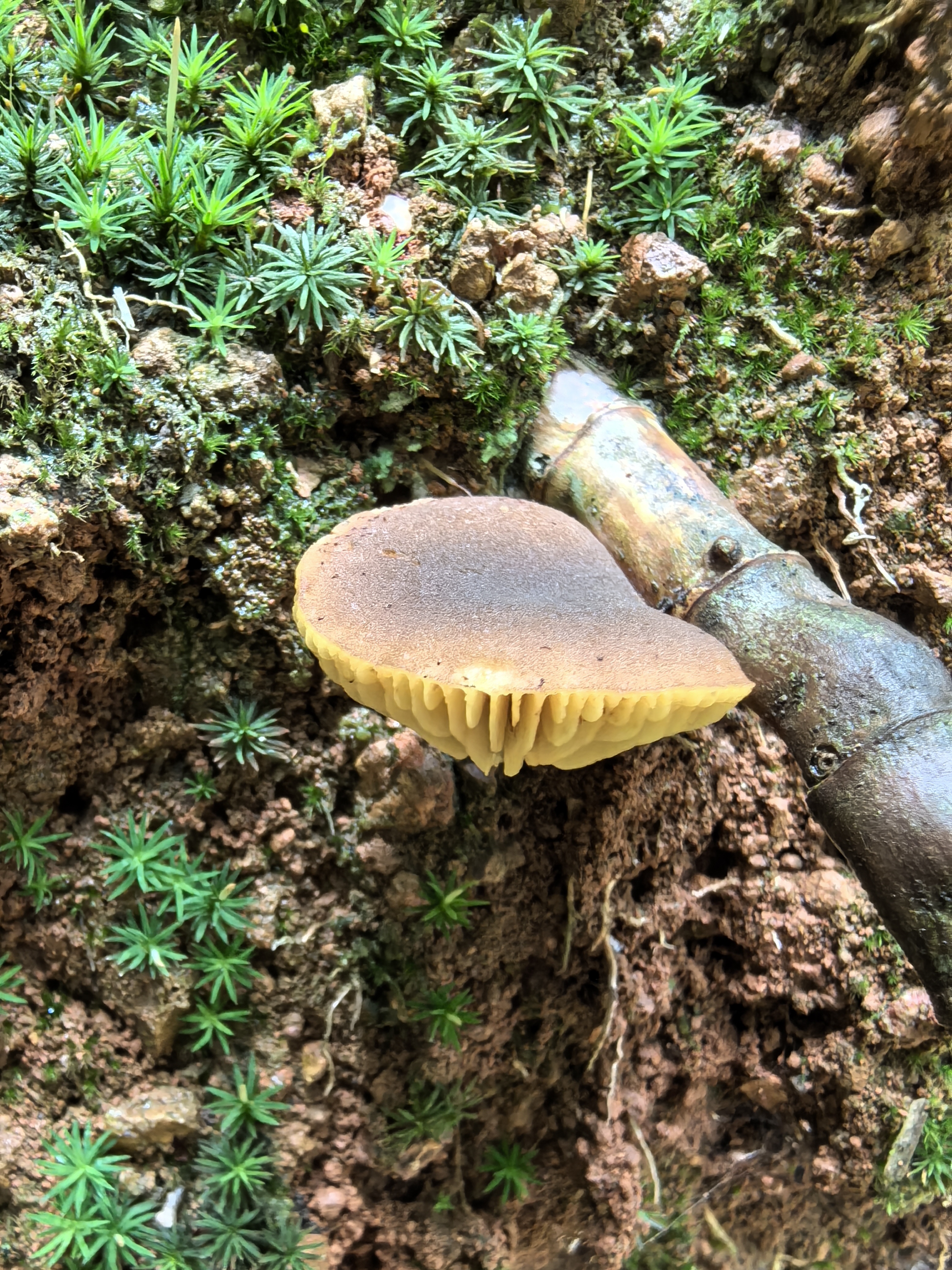 小孢褶孔牛肝菌近似种