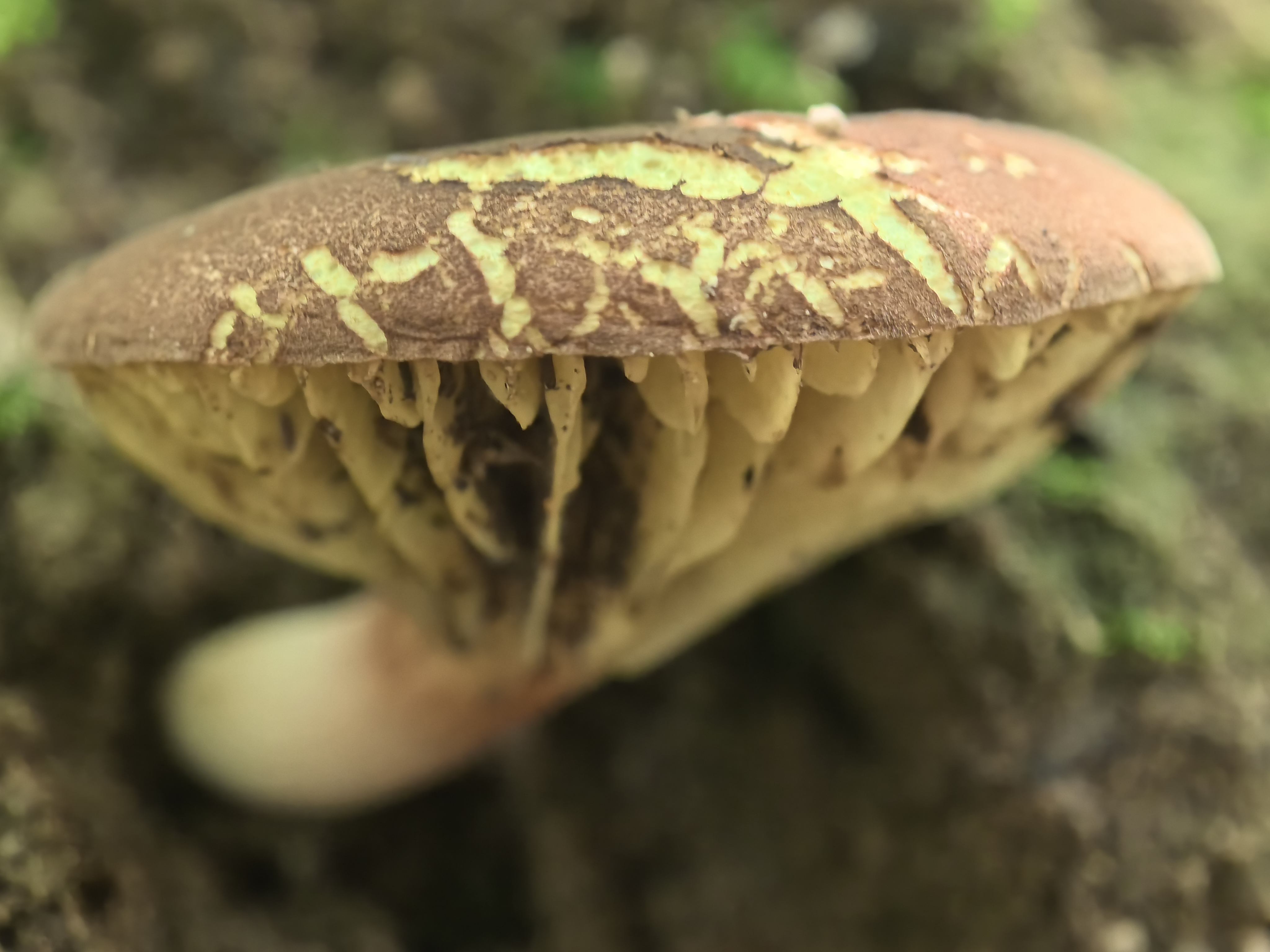 褶孔牛肝菌属一种，暂无中文名