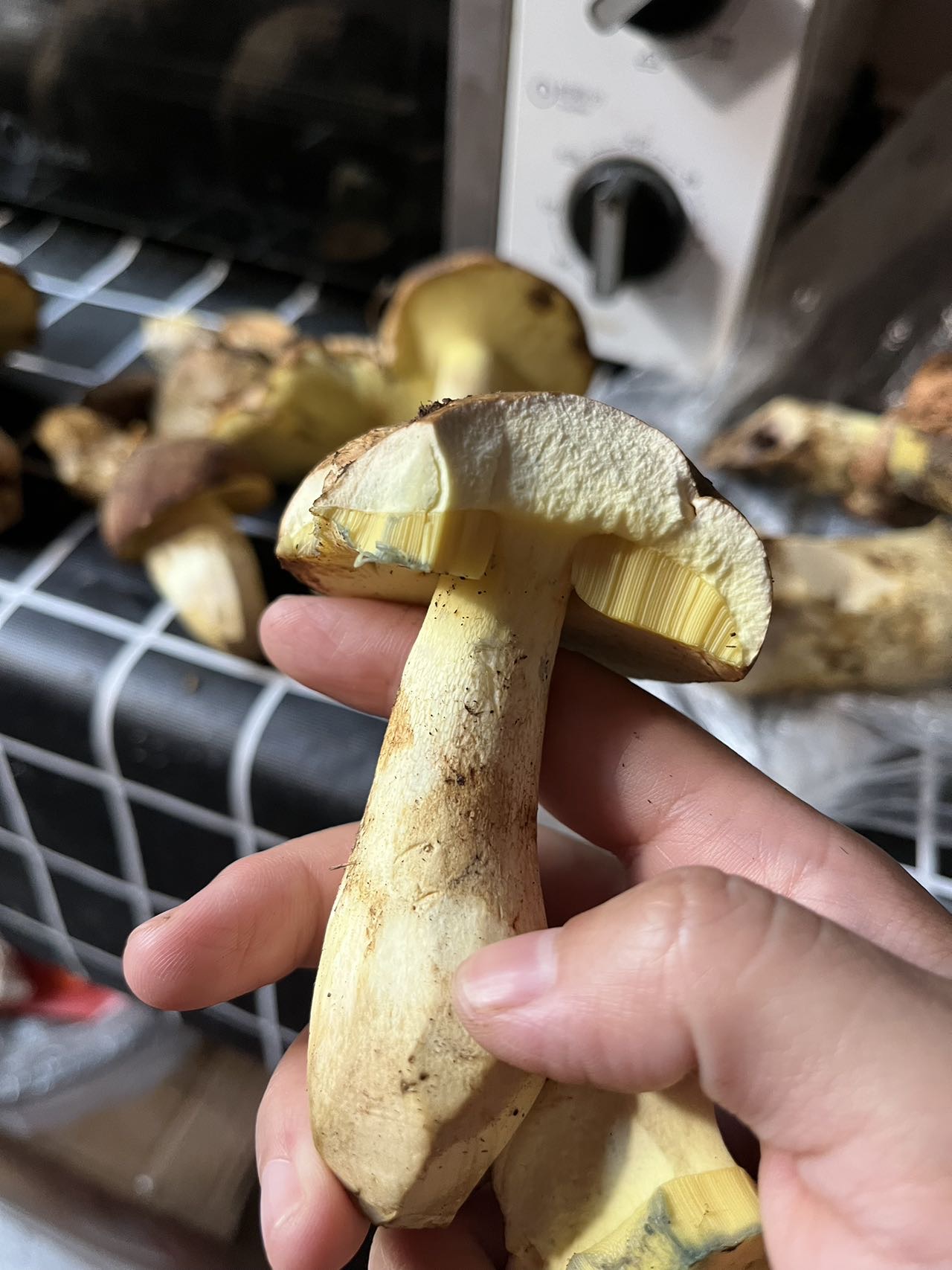 黄肉牛肝菌属一种（中文名暂无）和云南美柄牛肝菌