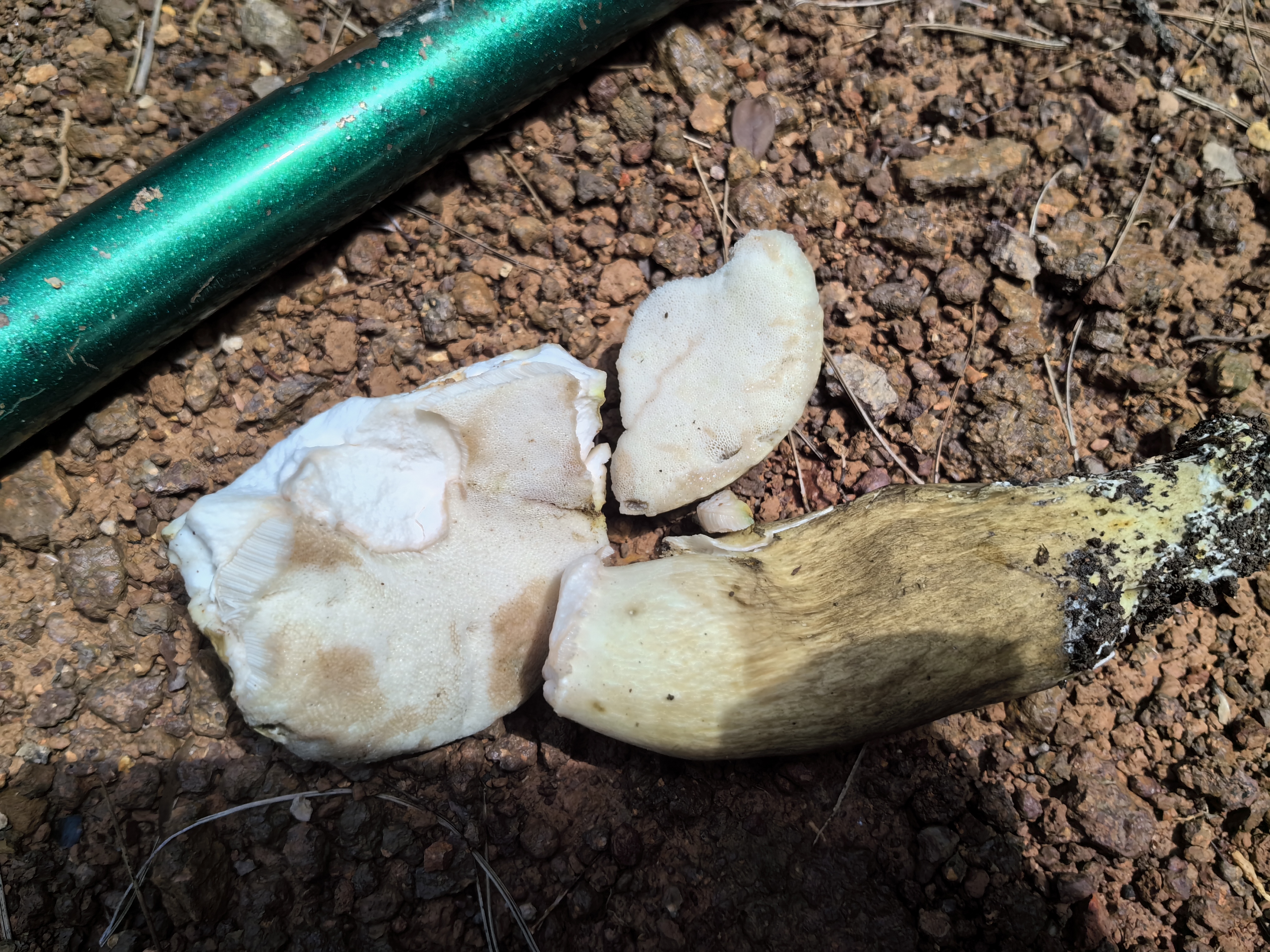 大津粉孢牛肝菌