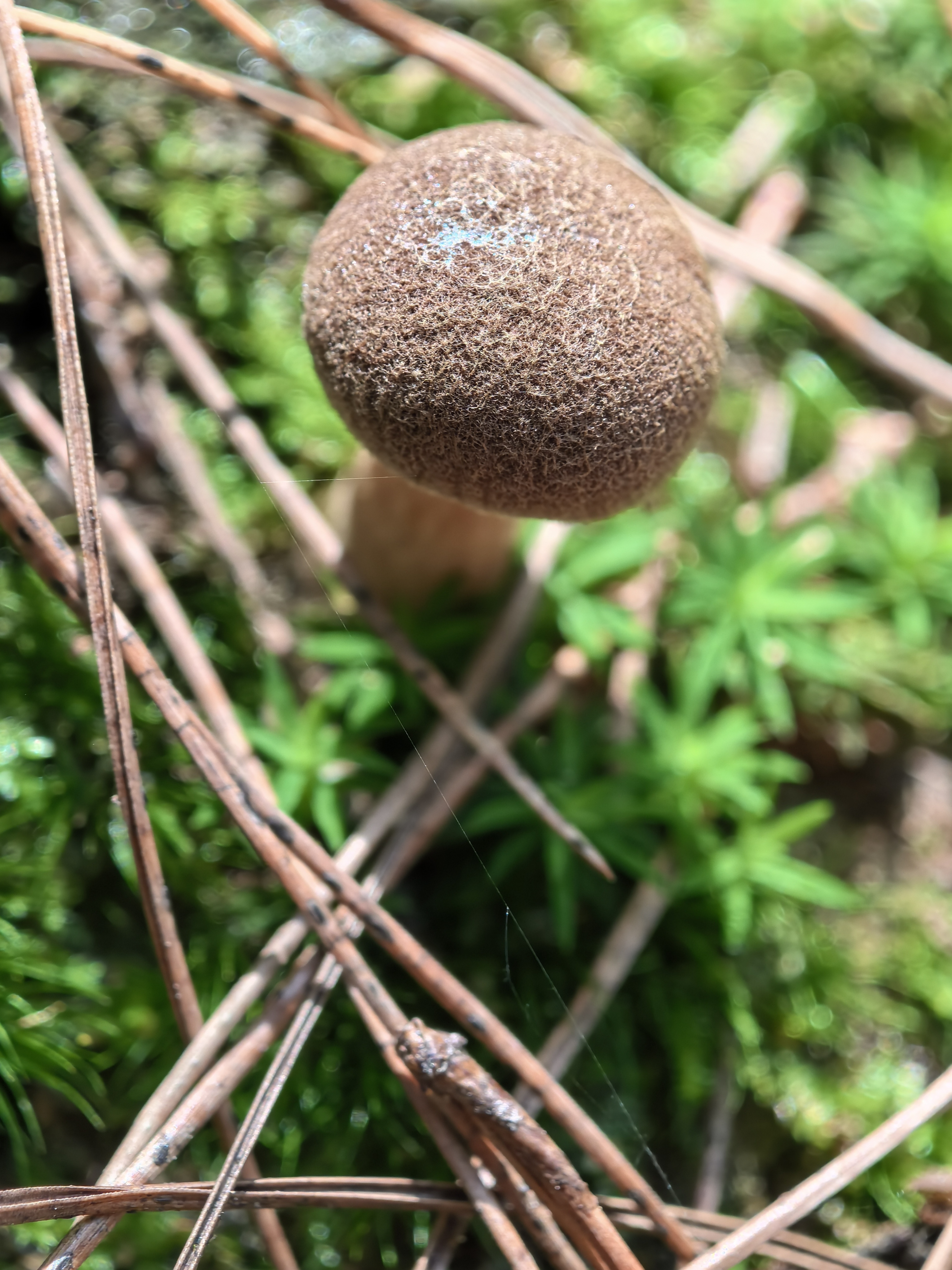 独生金牛肝菌（暂定）
