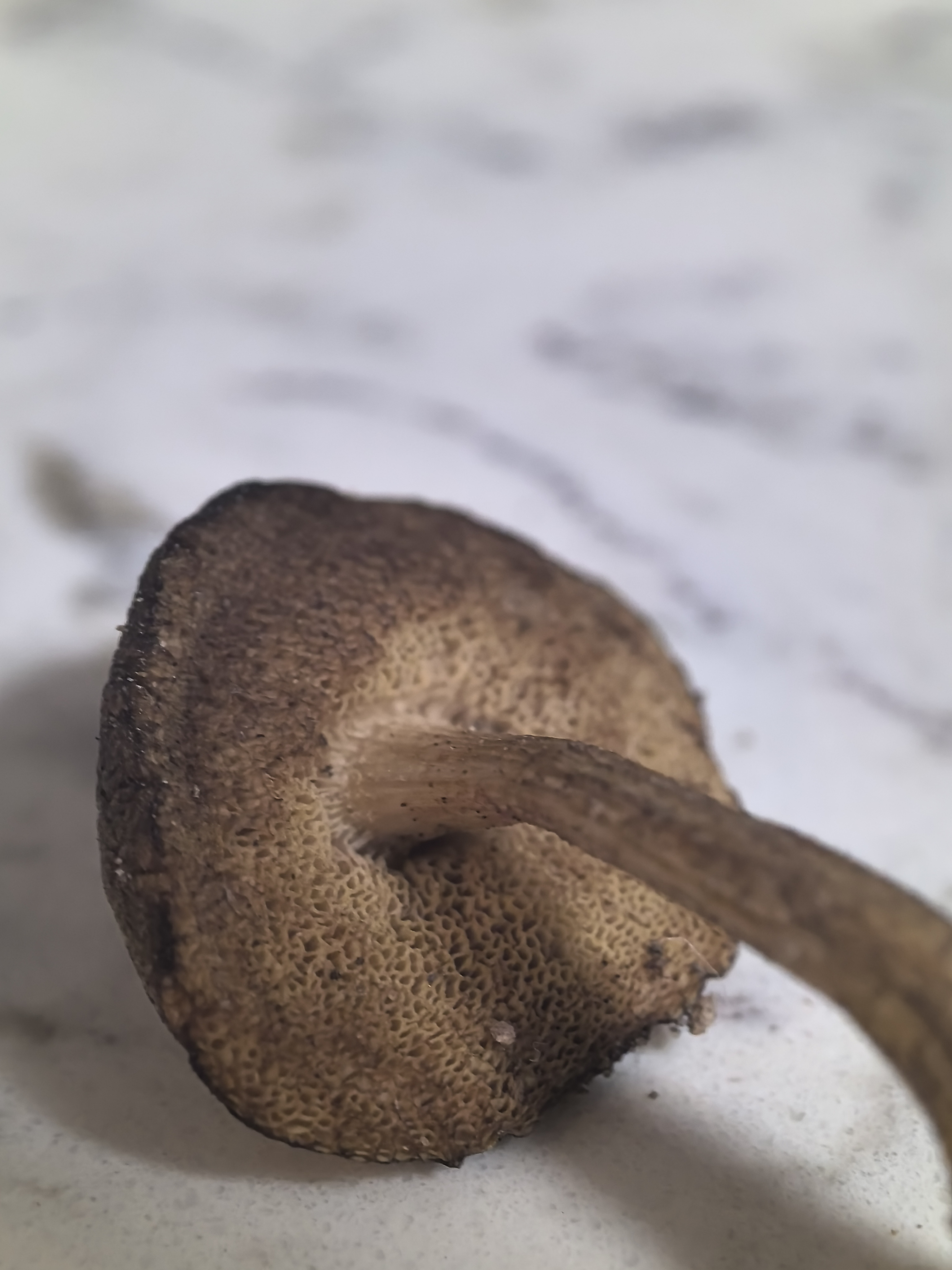 疣柄牛肝菌属一种