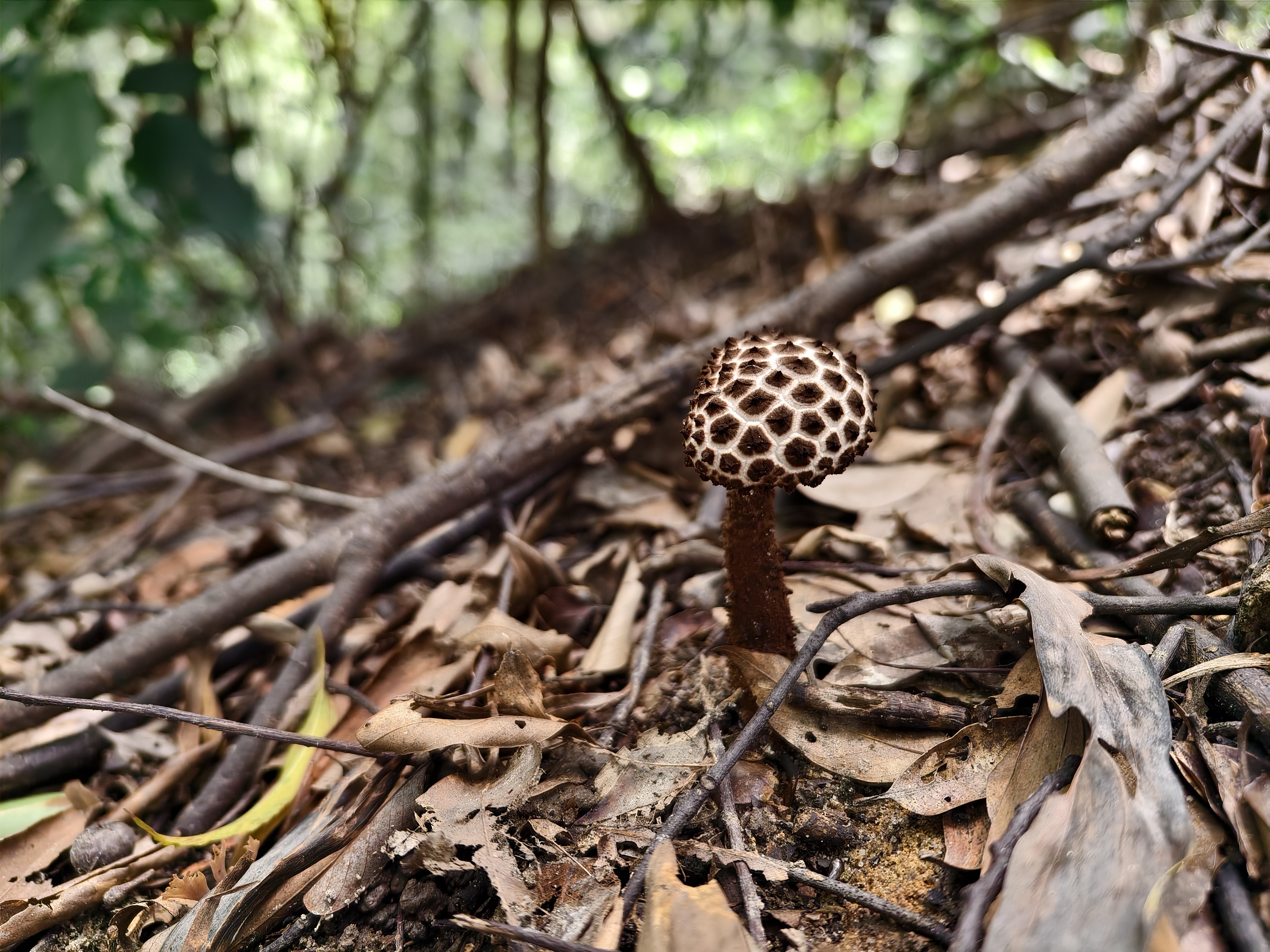 松塔牛肝菌属一种（分子测序失败，照片鉴定）