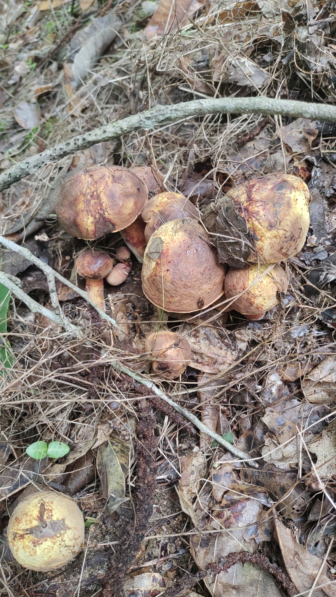肉桂新牛肝菌近似种