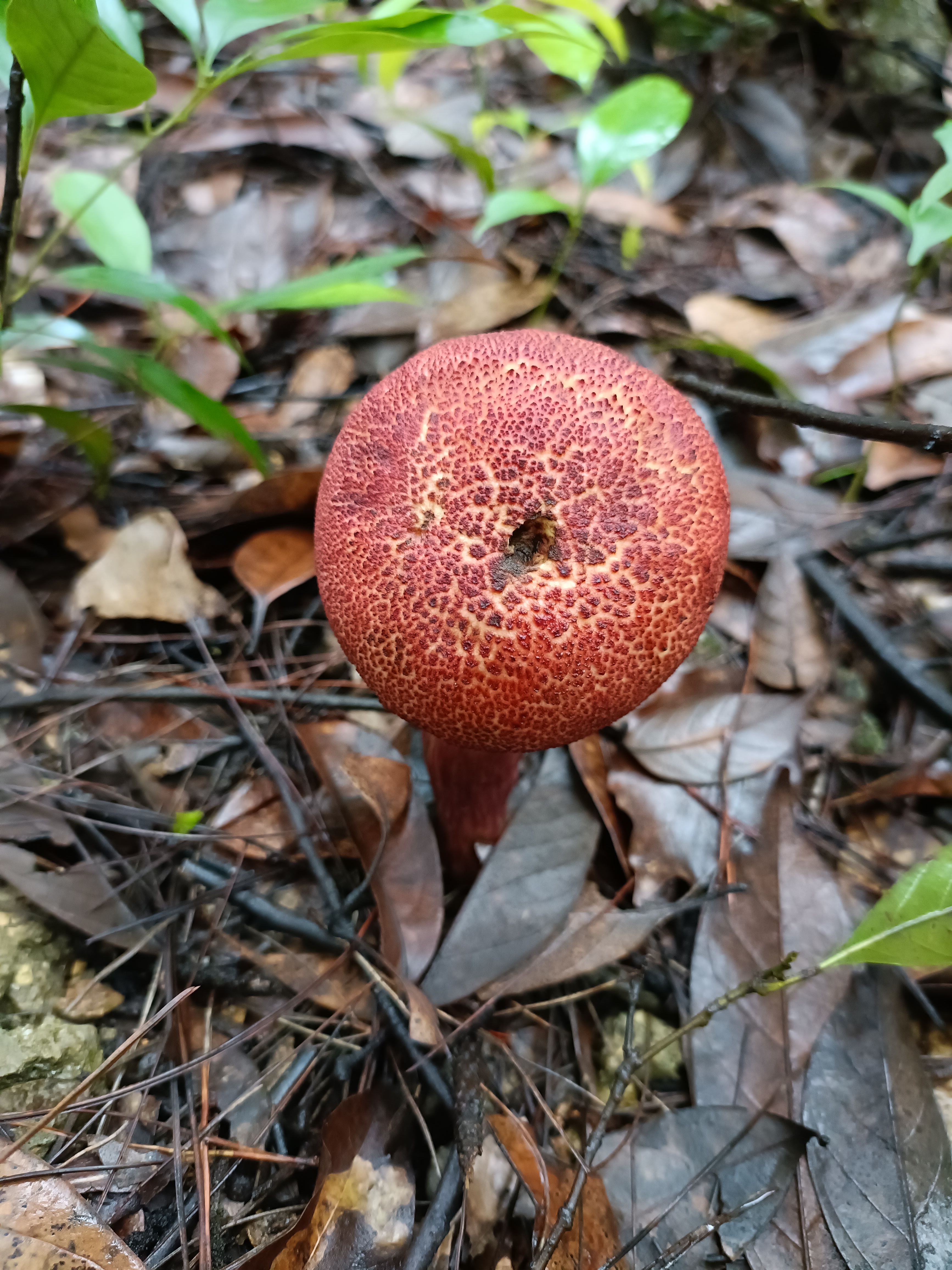 黄肉条孢牛肝菌