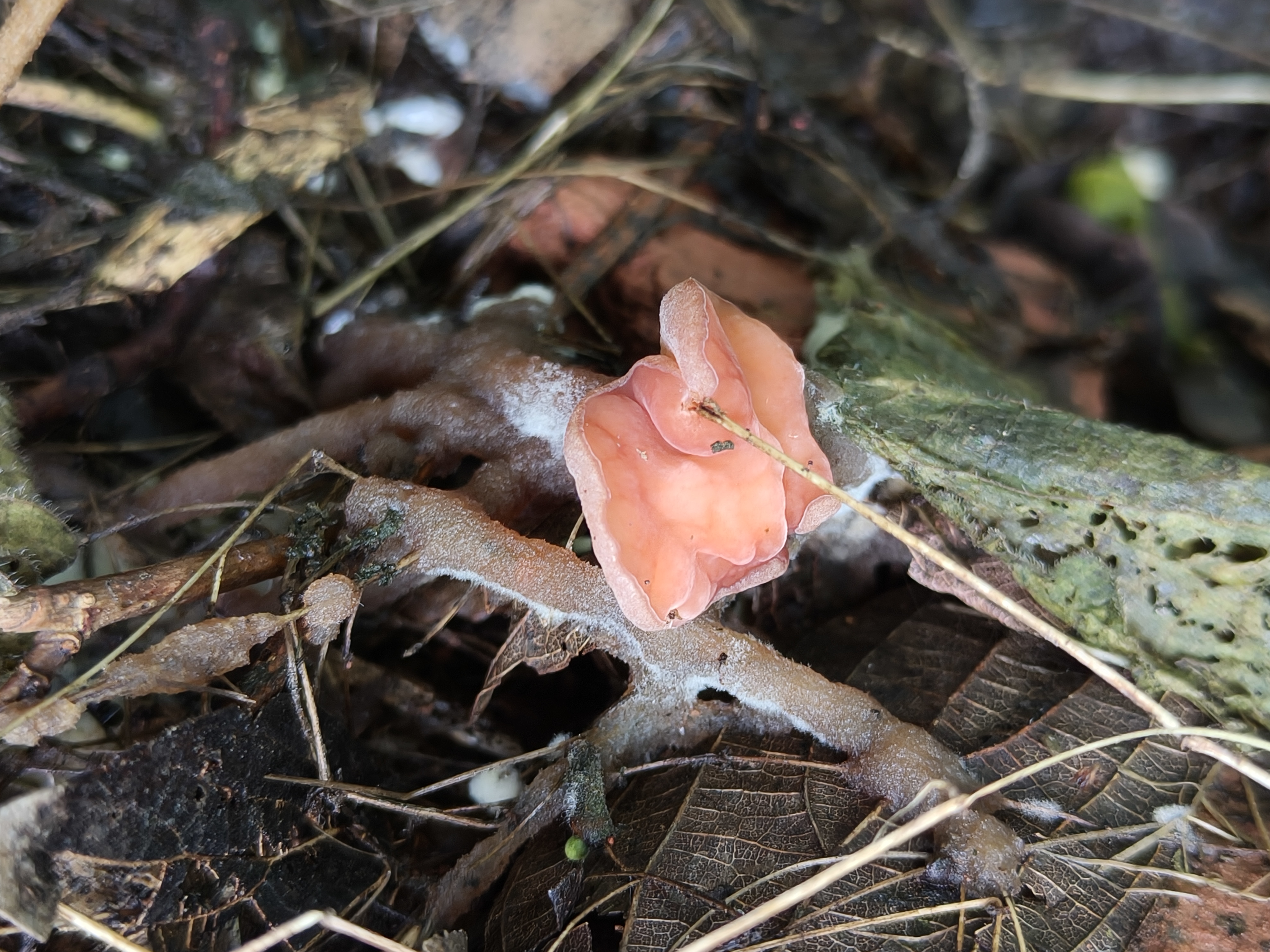 口香糖粉紫盘菌