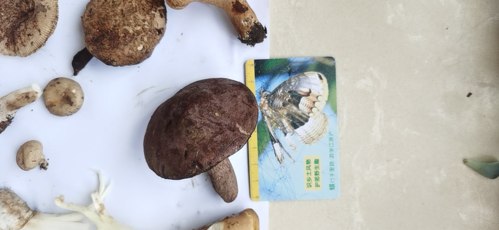 假粉孢异色牛肝菌