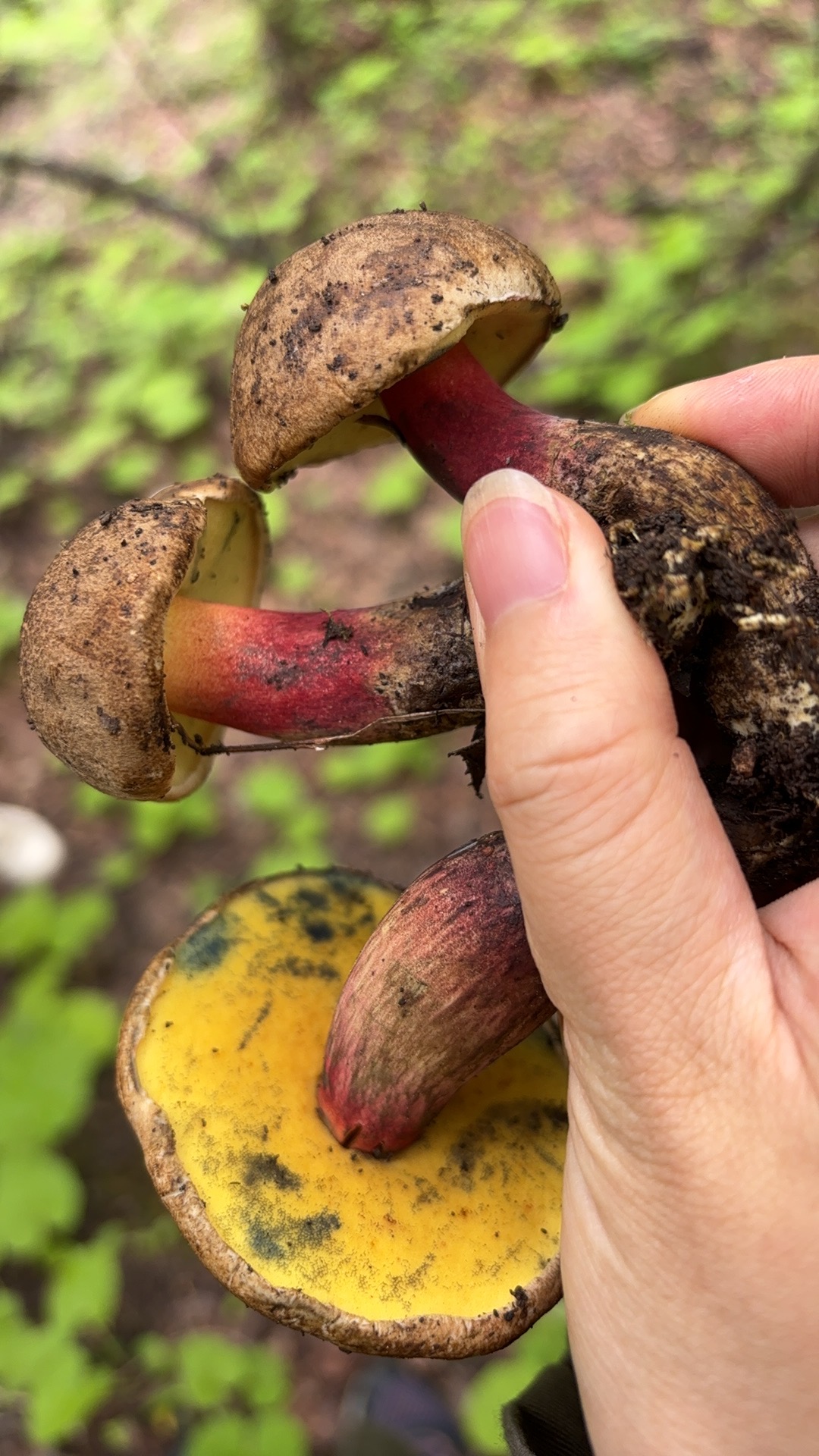 毡盖美柄牛肝菌