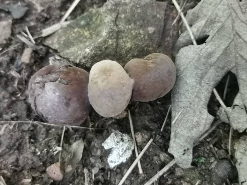 假粉孢异色牛肝菌