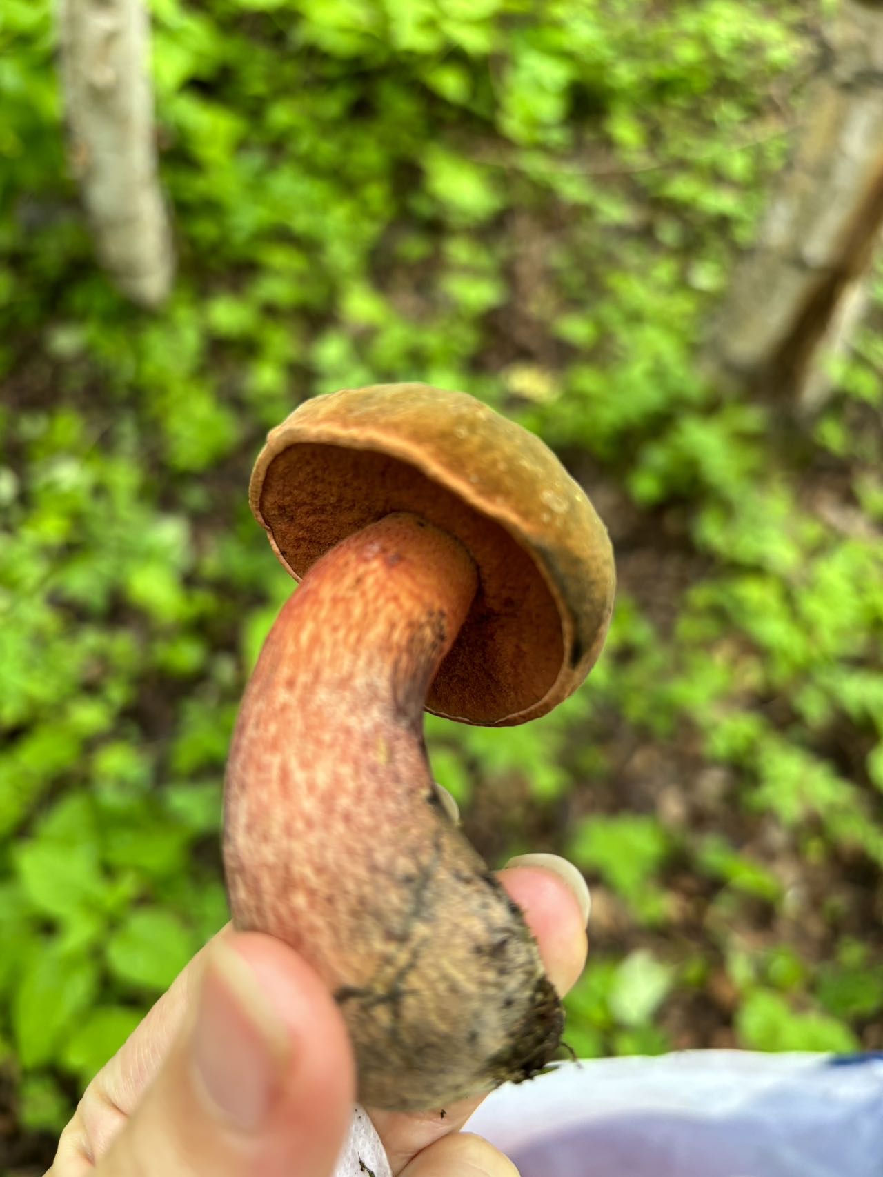 高山赭黄牛肝菌