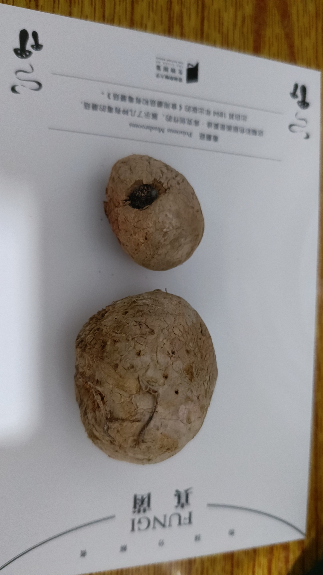 云南硬皮马勃等