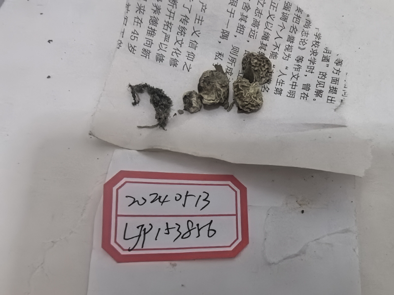 白网球菌