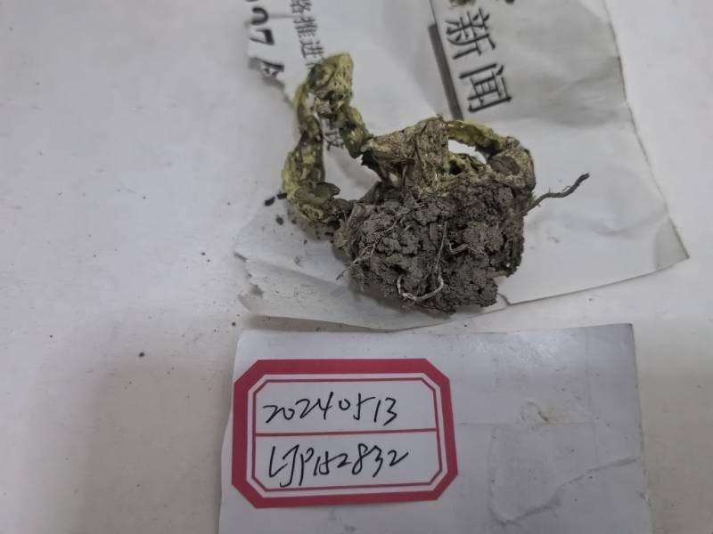 白网球菌